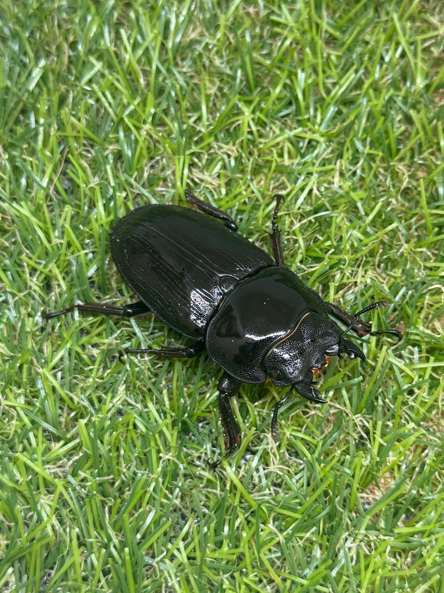 オオクワガタ　奈良輪川西　♂72.1mm成虫ペア