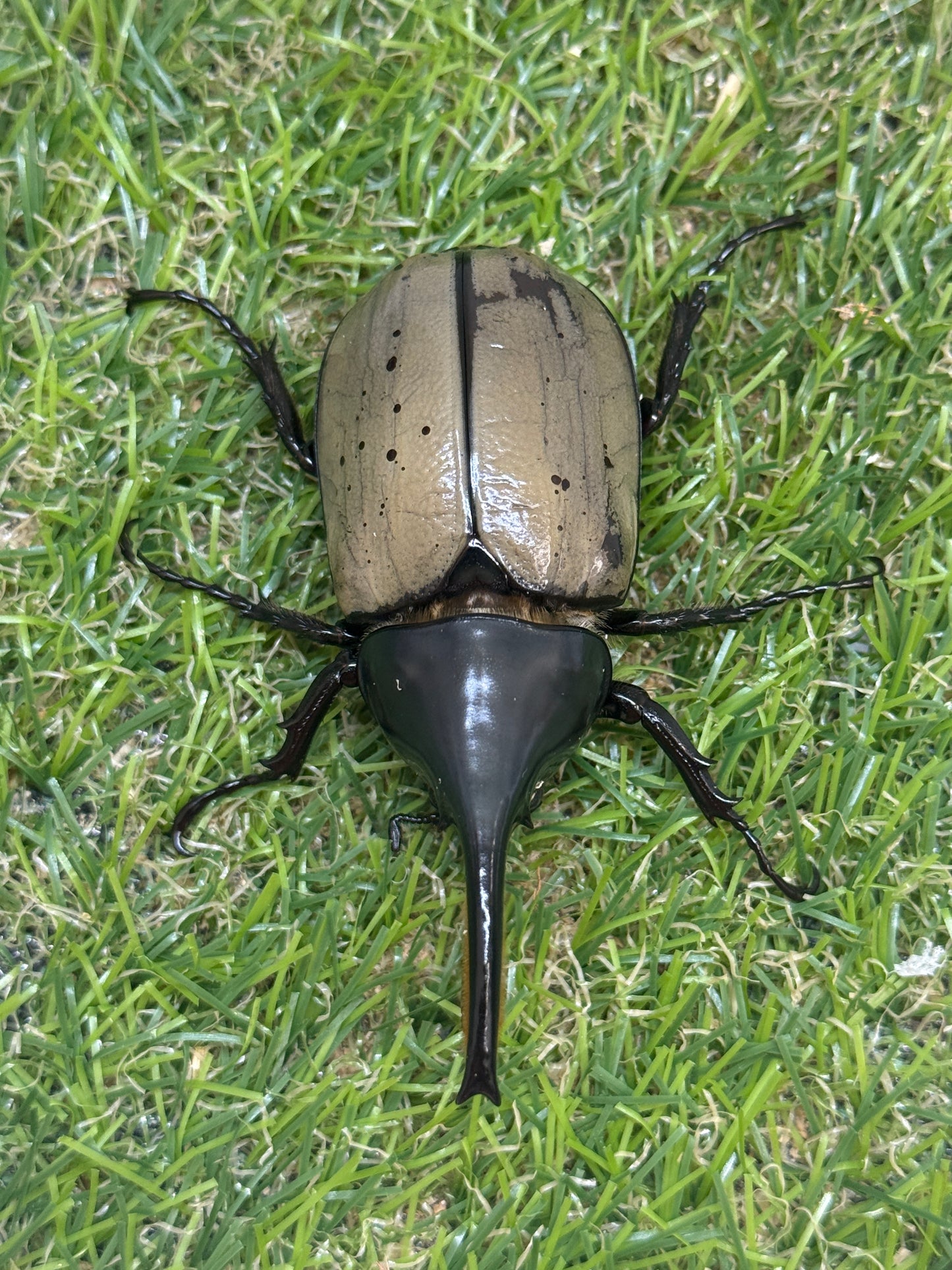 グラントシロカブト　♂72mm成虫ペア
