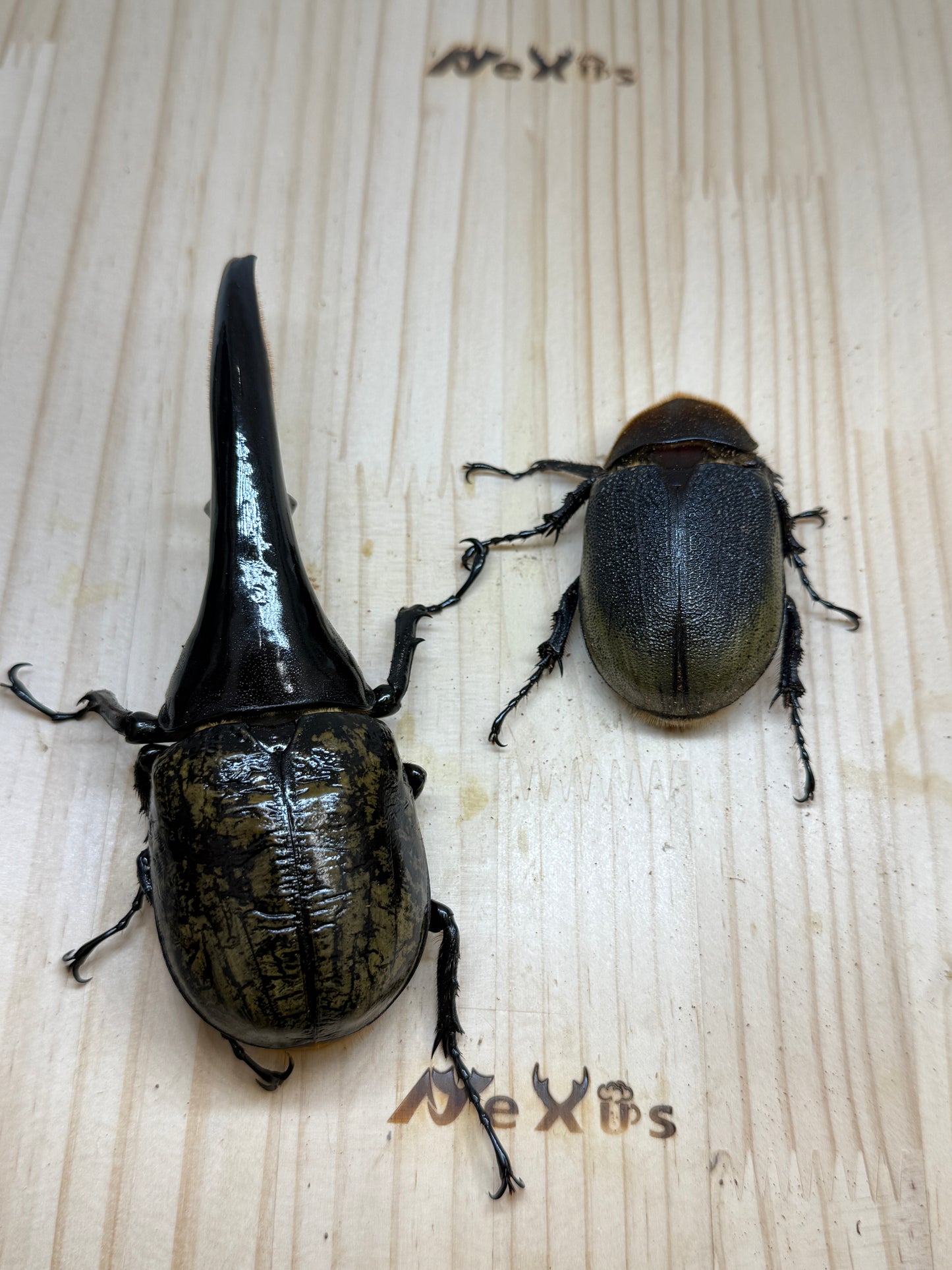 DH･ヘラクレス(極短極太血統)　♂130mm成虫ペア