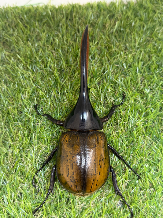 DH･エクアトリアヌス　♂125mm成虫ペア