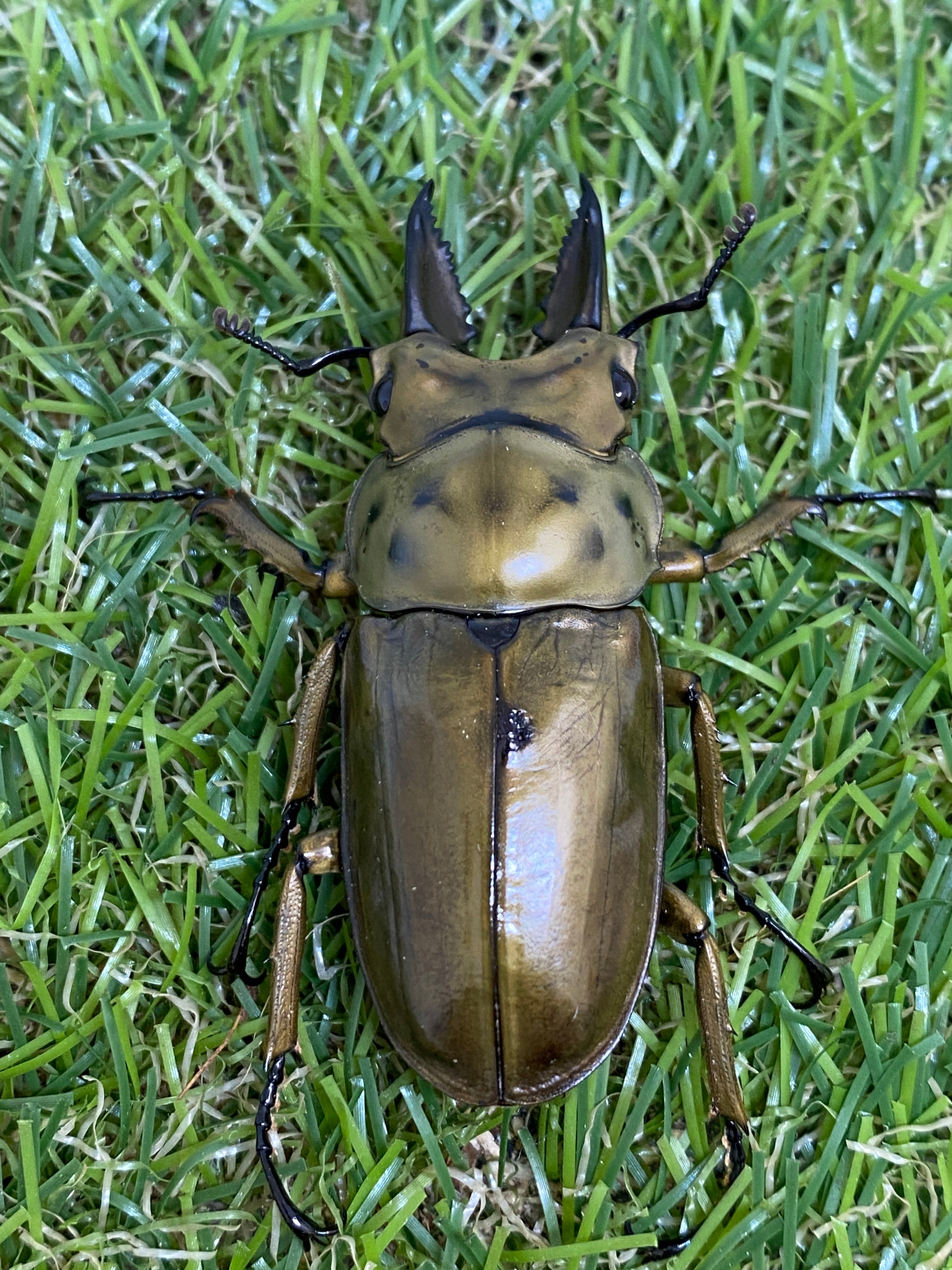 ババオウゴンオニクワガタ ♂52mm 成虫ペア – 昆虫ショップNexus