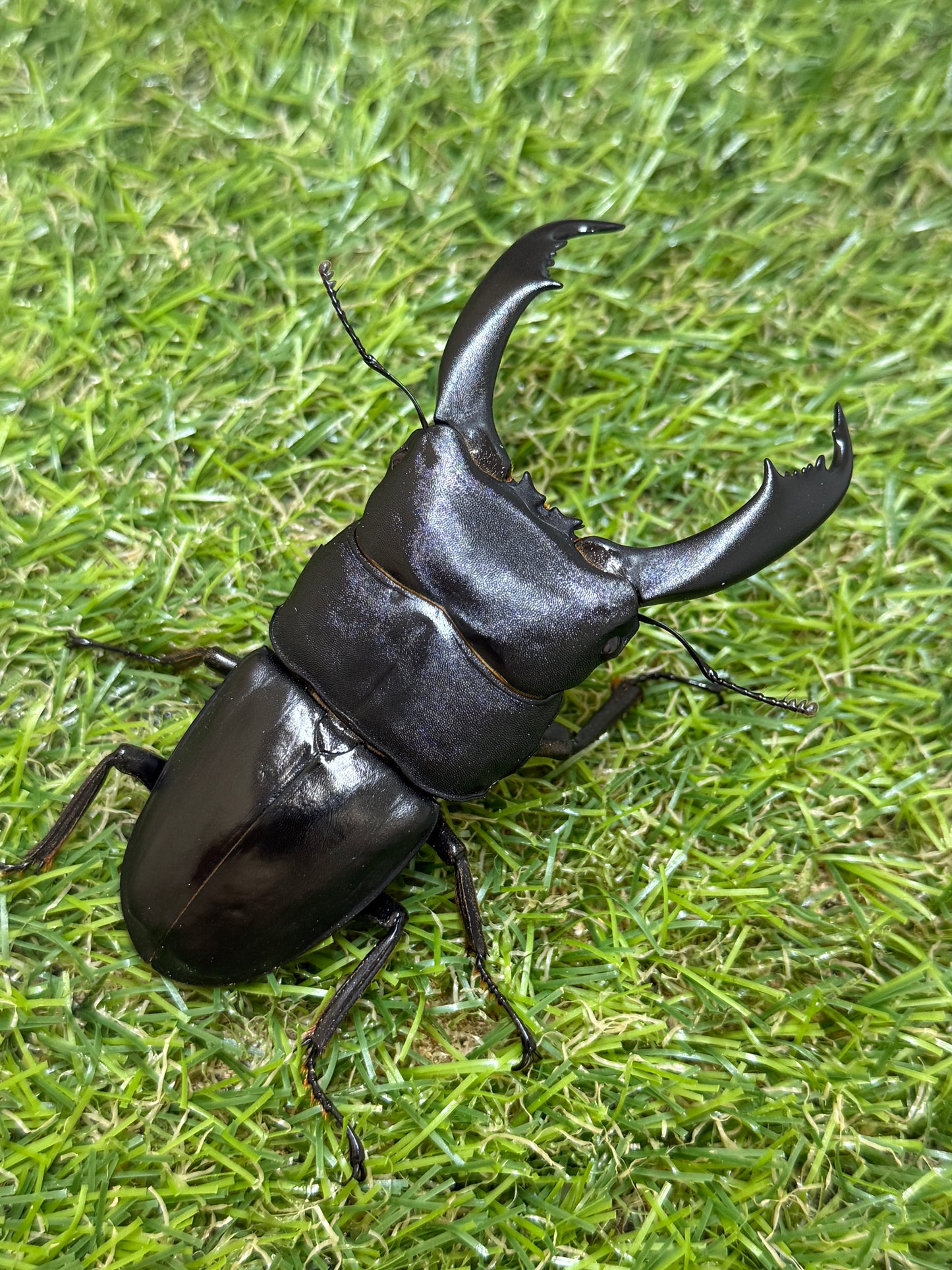 テイオウヒラタクワガタ(大城戸血統)　♂85.8mm成虫ペア