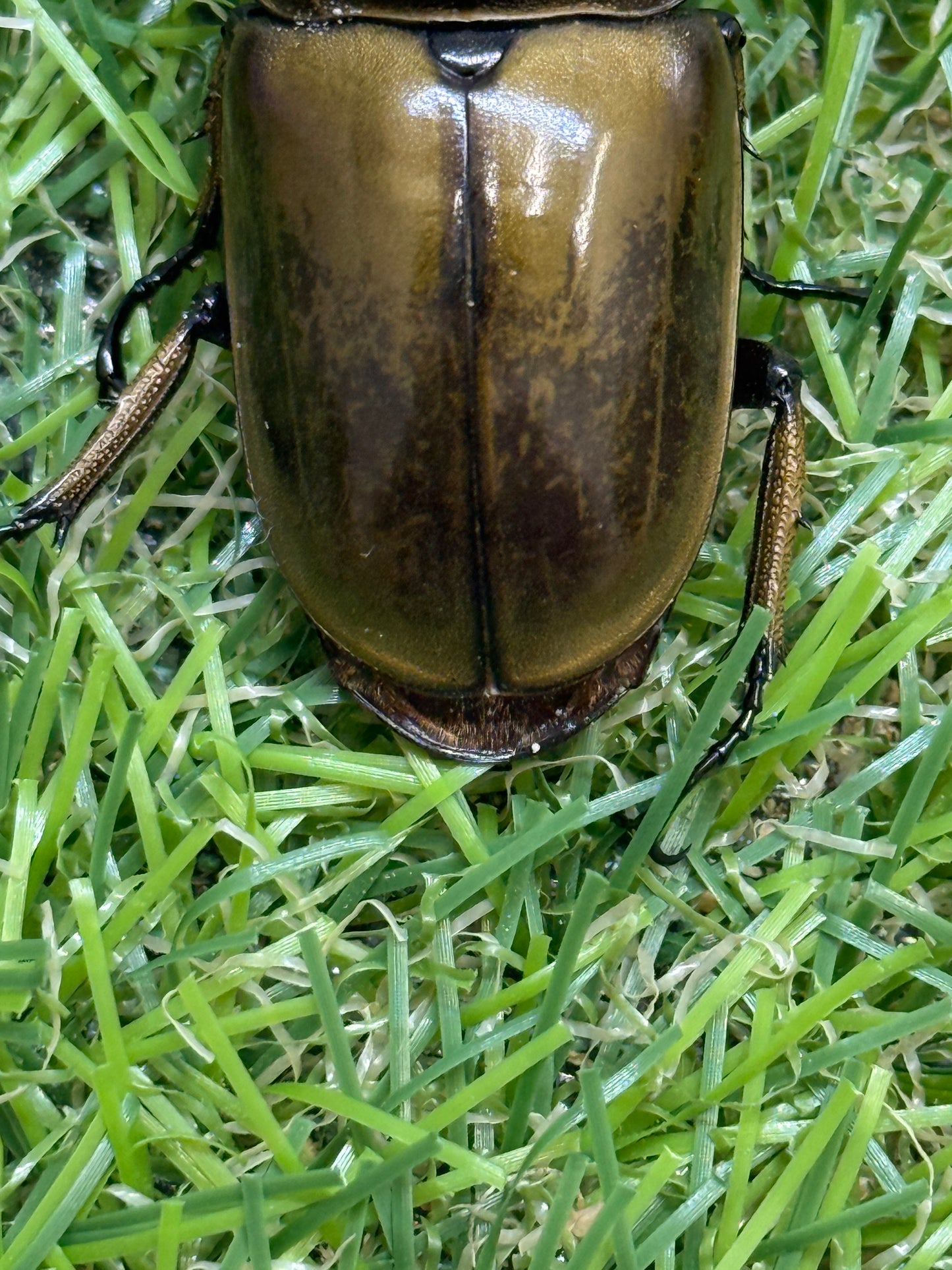 ババオウゴンオニクワガタ　♂56.5mm成虫ペア