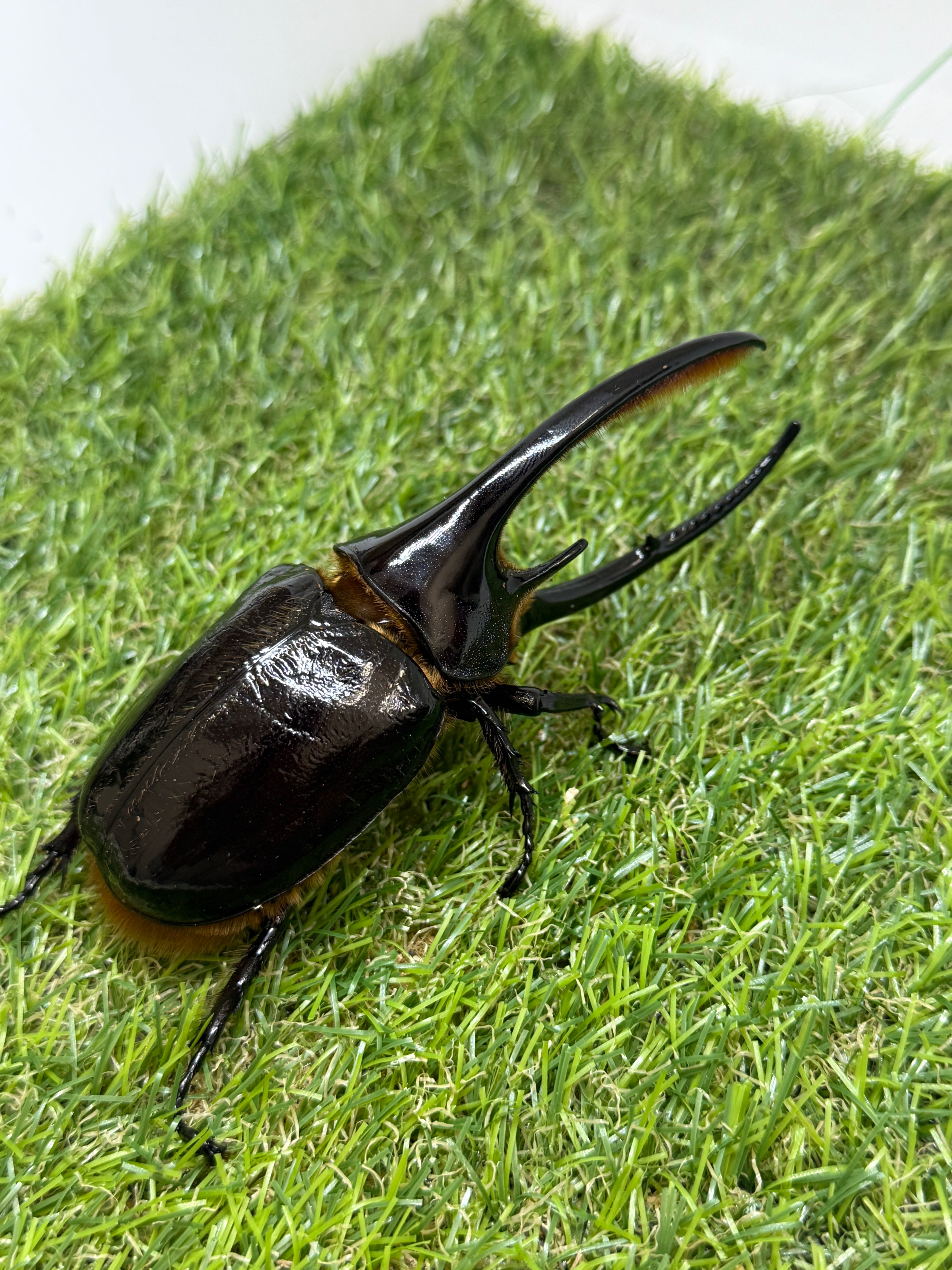 ネプチューンオオカブト ♂115mm成虫ペア – 昆虫ショップNexus