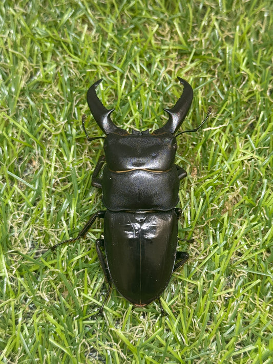 オキノエラブヒラタクワガタ　♂64.5mm単品