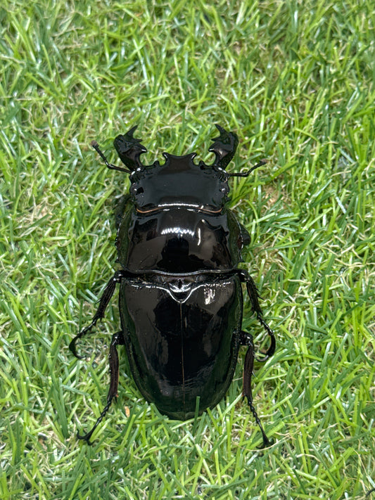 タランドゥスオオツヤクワガタ　♂79mm成虫ペア