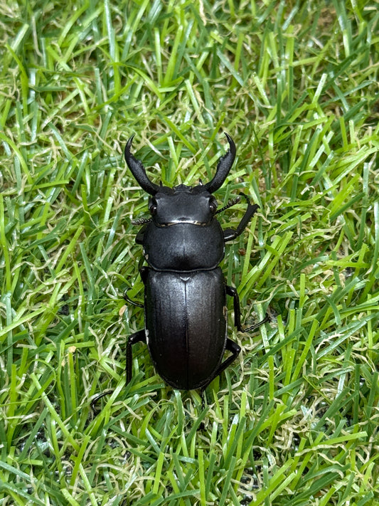 アマミシカクワガタ　♂freeサイズ成虫ペア