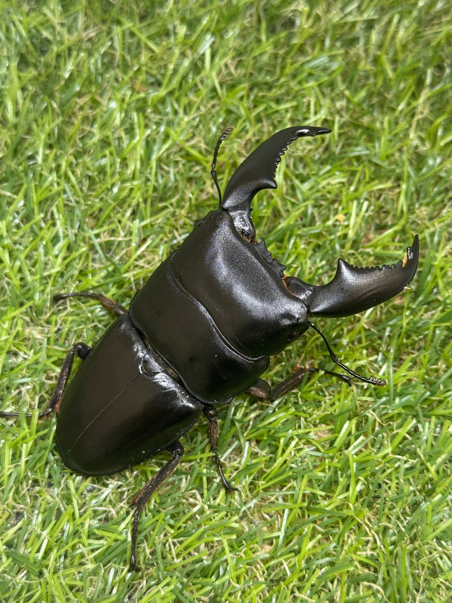 スマトラヒラタクワガタ　♂83mm単品