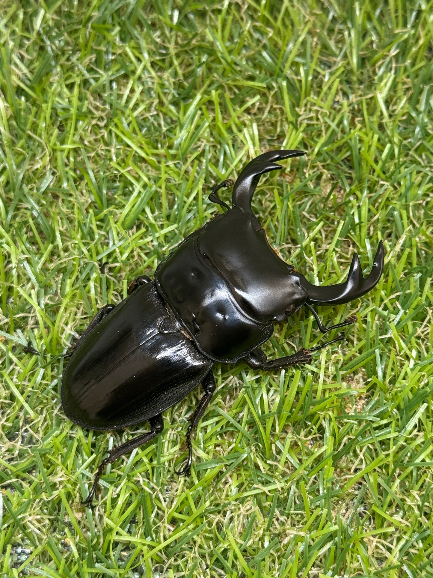 クルビデンスオオクワガタ　(タイ ドイサケット産)♂62mm成虫ペア