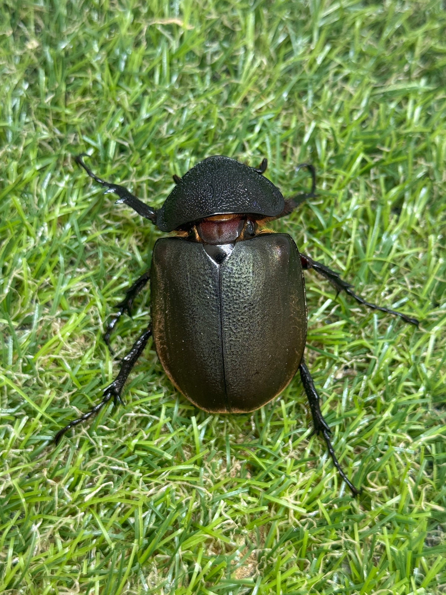 コーカサスオオカブト(西ジャワ　スカブミ)　♂108.6mm成虫ペア