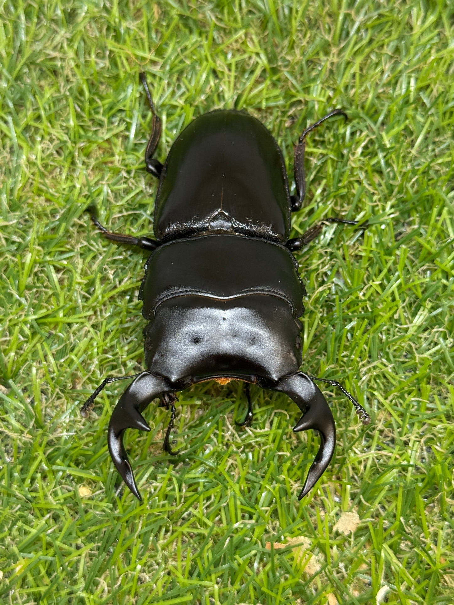 グランディスオオクワガタ　♂85.2mm成虫ペア