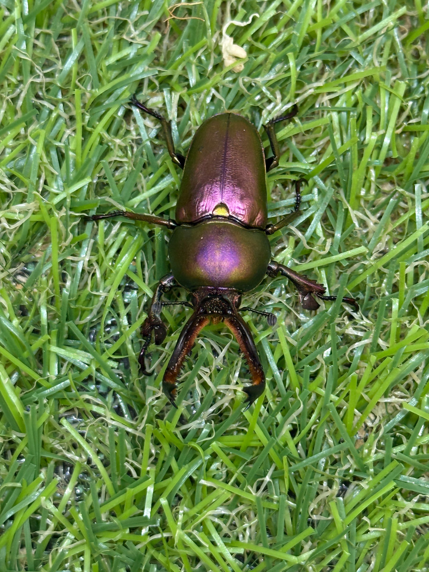 パプアキンイロクワガタ　♂freeサイズ成虫ペア