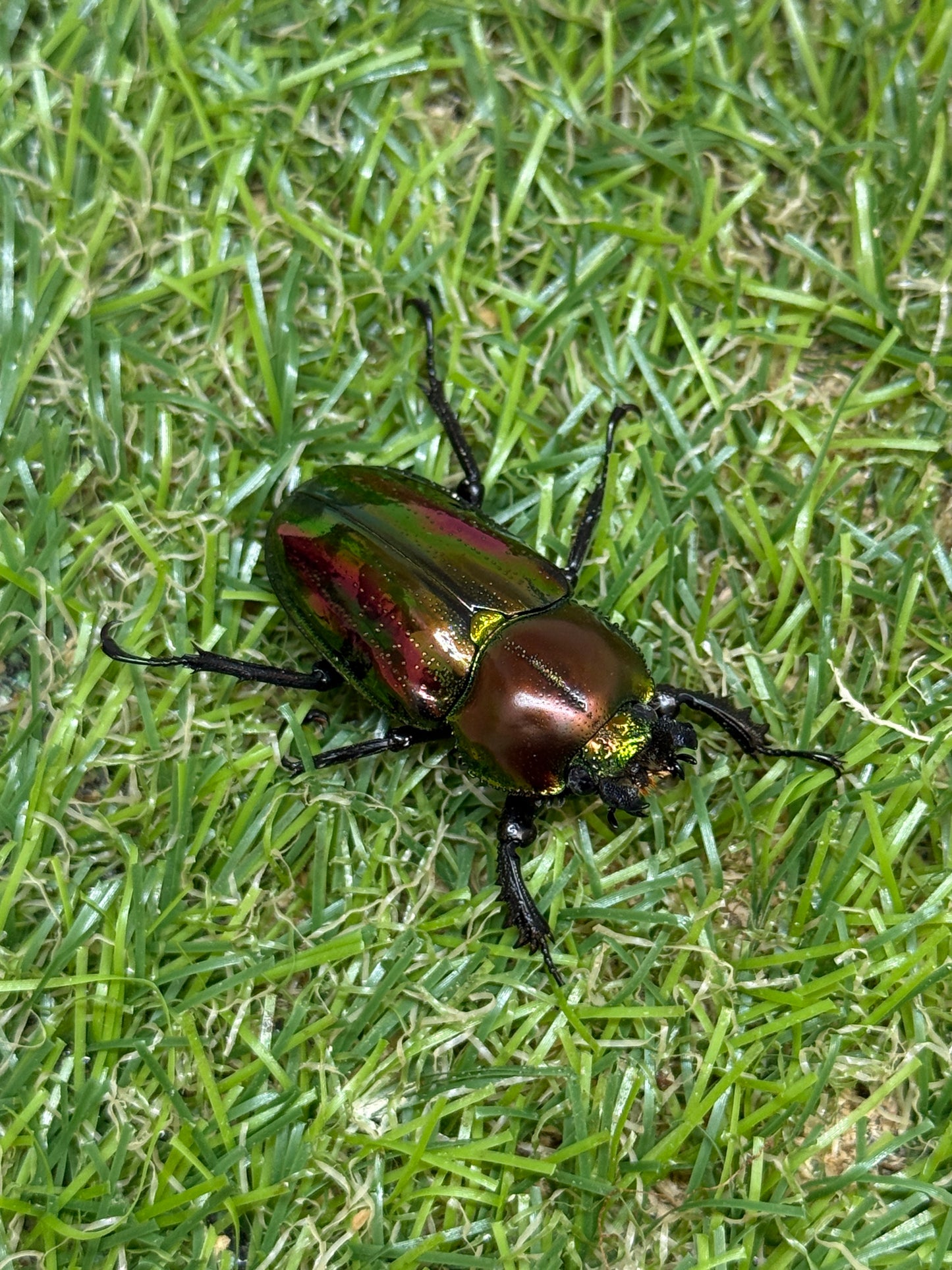 ニジイロクワガタ(レッド系)　♂52.9mm成虫ペア