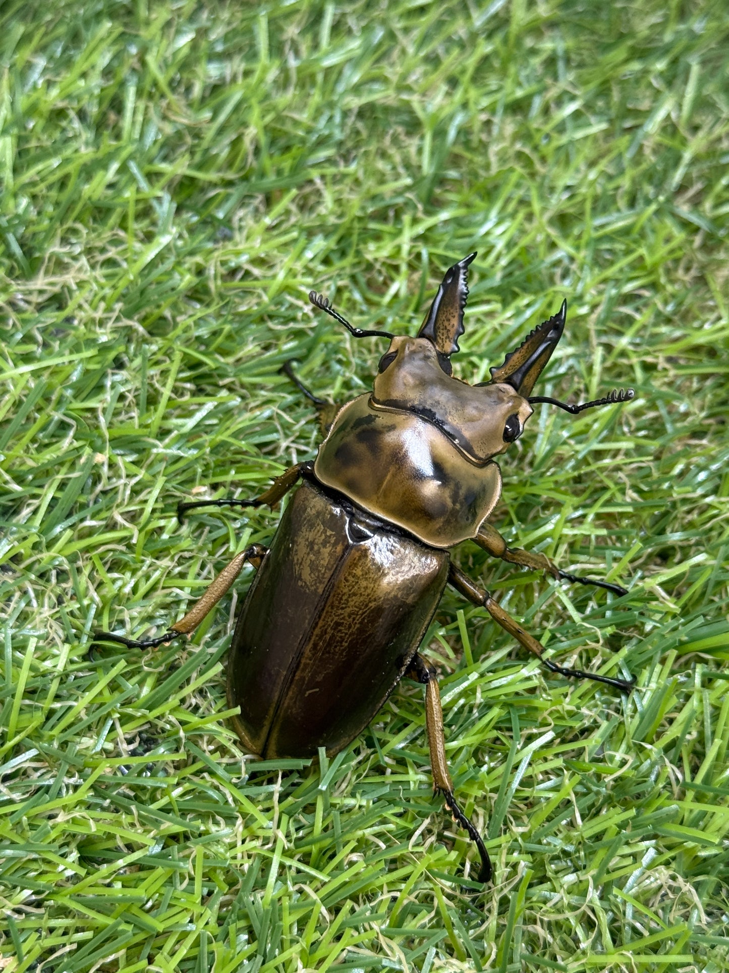 ババオウゴンオニクワガタ　♂55mm成虫ペア