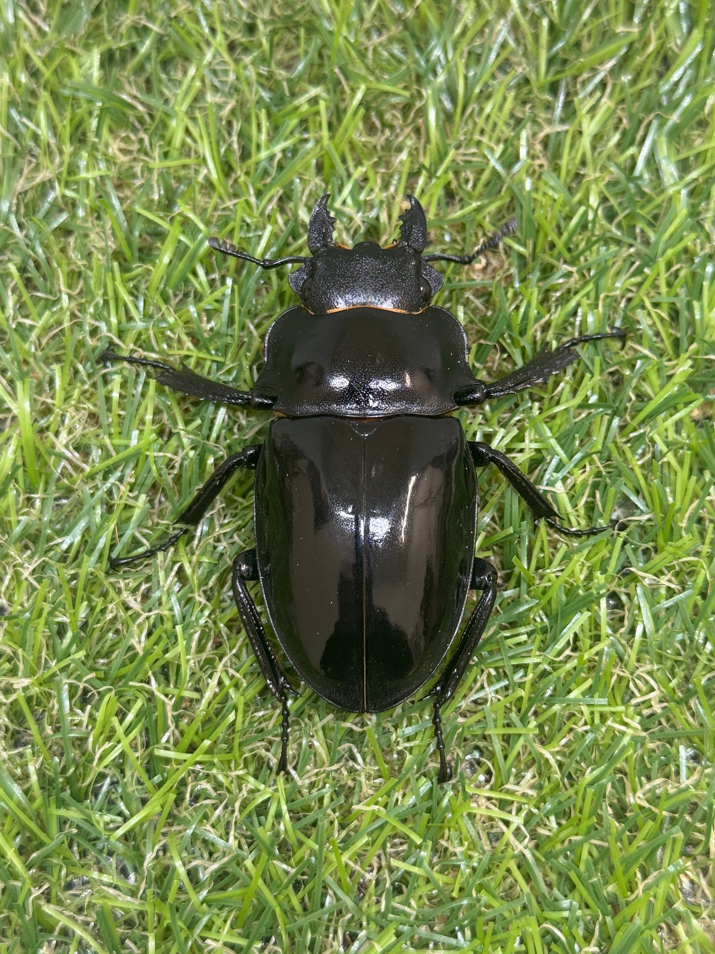 インターメディアツヤクワガタ　♂85mm成虫ペア