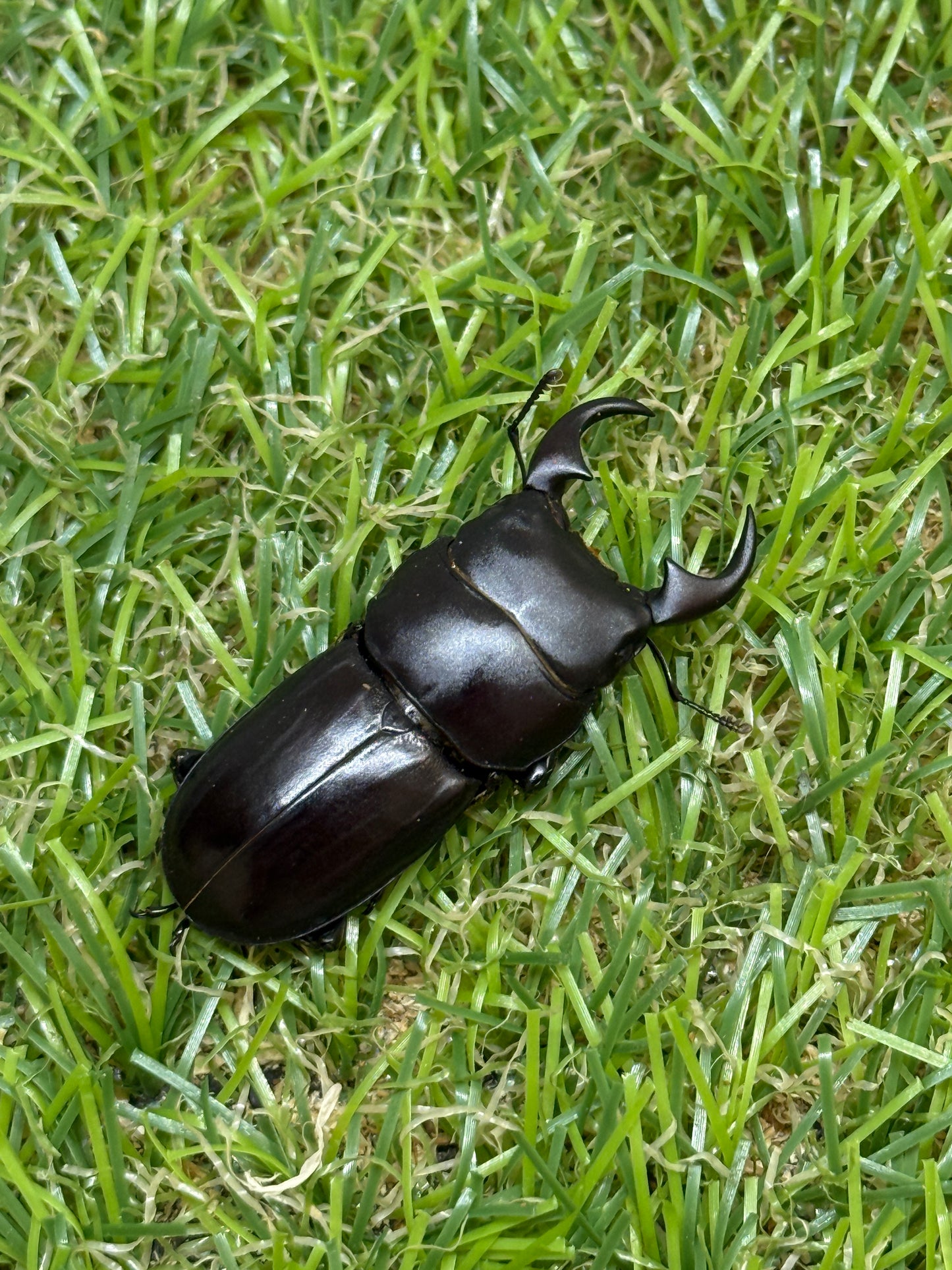 ミークヒラタクワガタ亜種ジャスミン　♂36.5mm成虫ペア