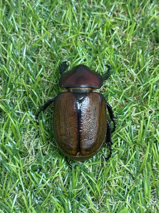 フンボルトヒナカブト　♀単品