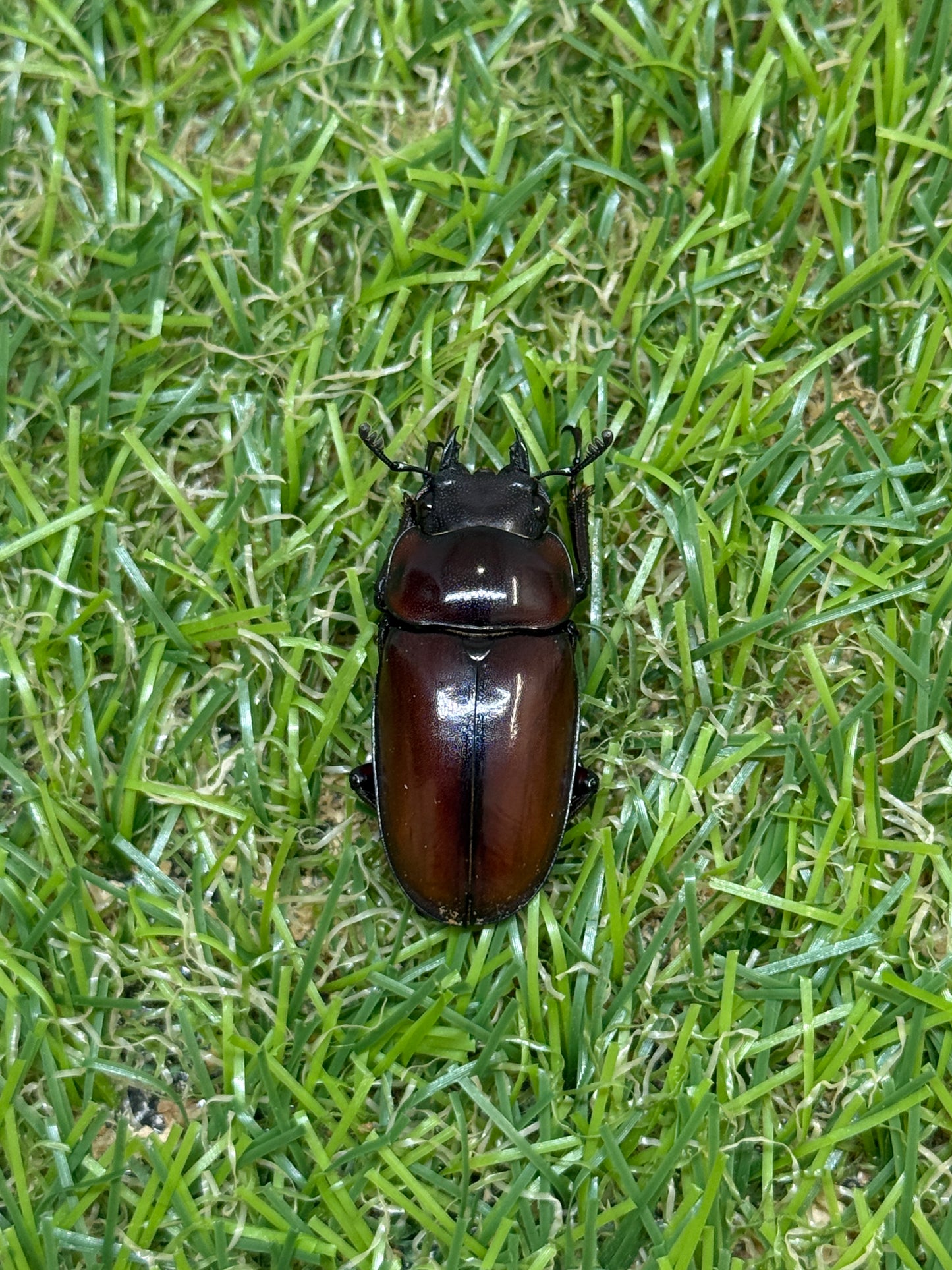 フスクスノコギリクワガタ　♂36.5mm成虫ペア