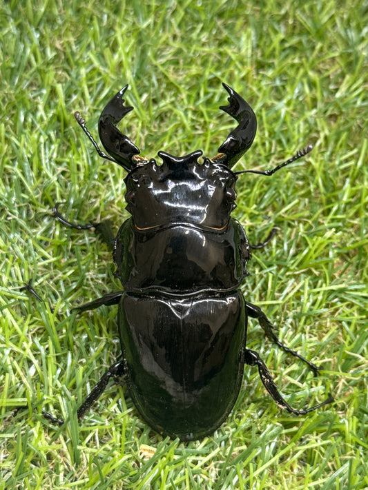 タランドゥスオオツヤクワガタ　♂78.3mm成虫ペア