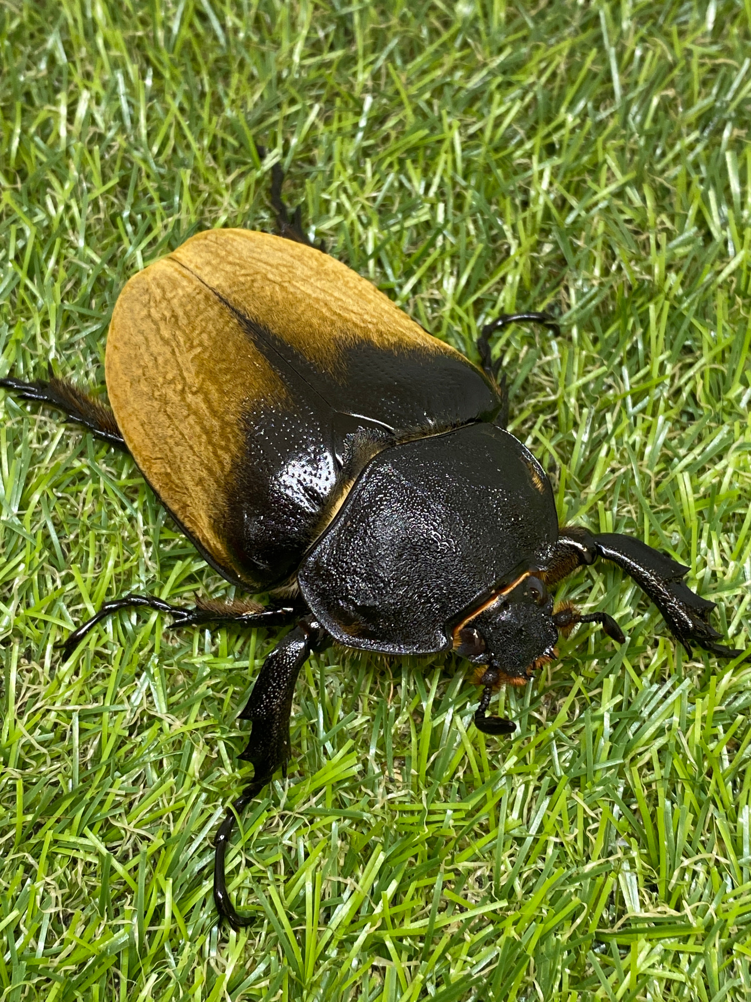 イイジマゾウカブト ♀69.5mm単品 – 昆虫ショップNexus