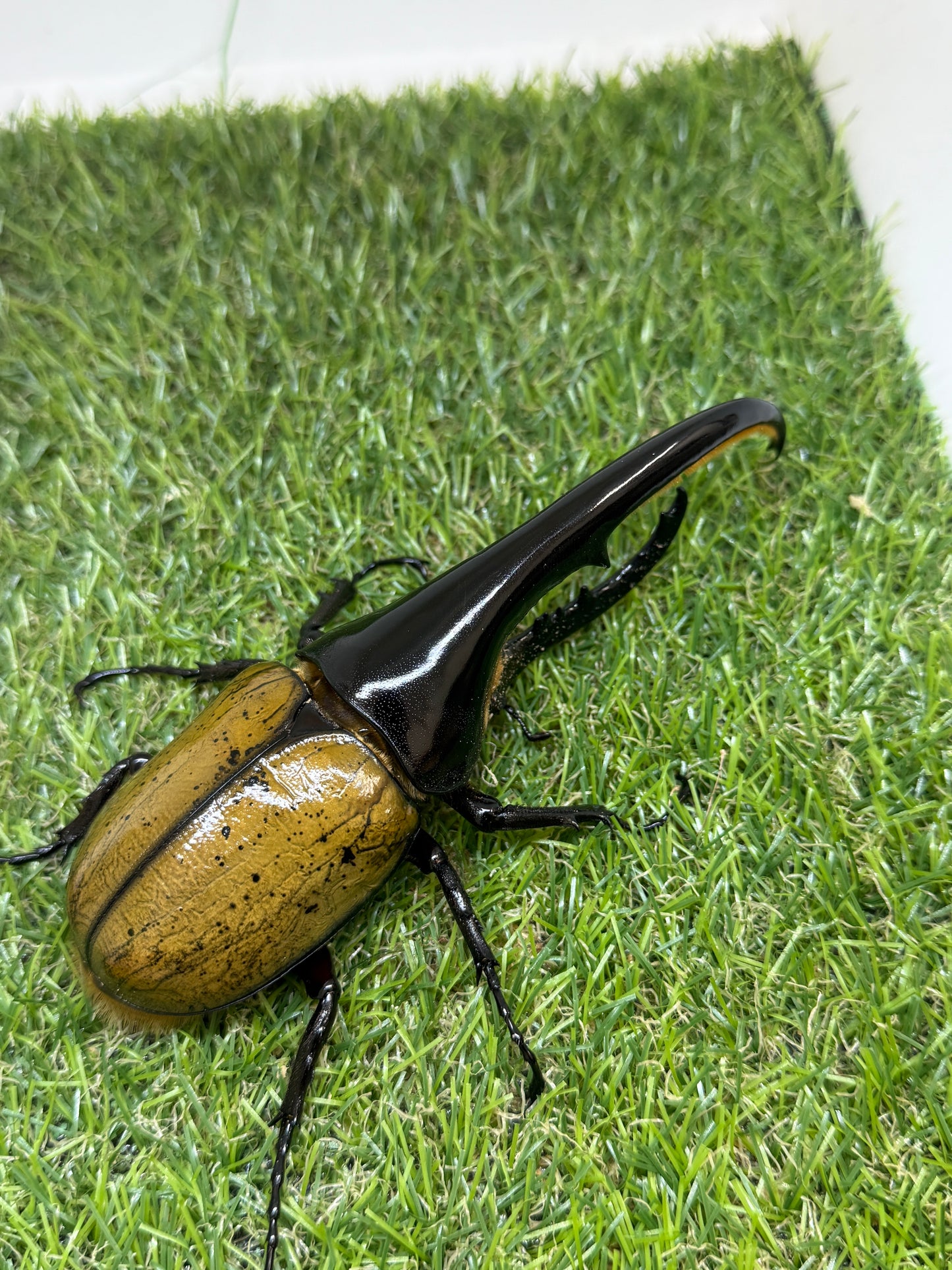 DH･ヘラクレス　♂138mm成虫ペア