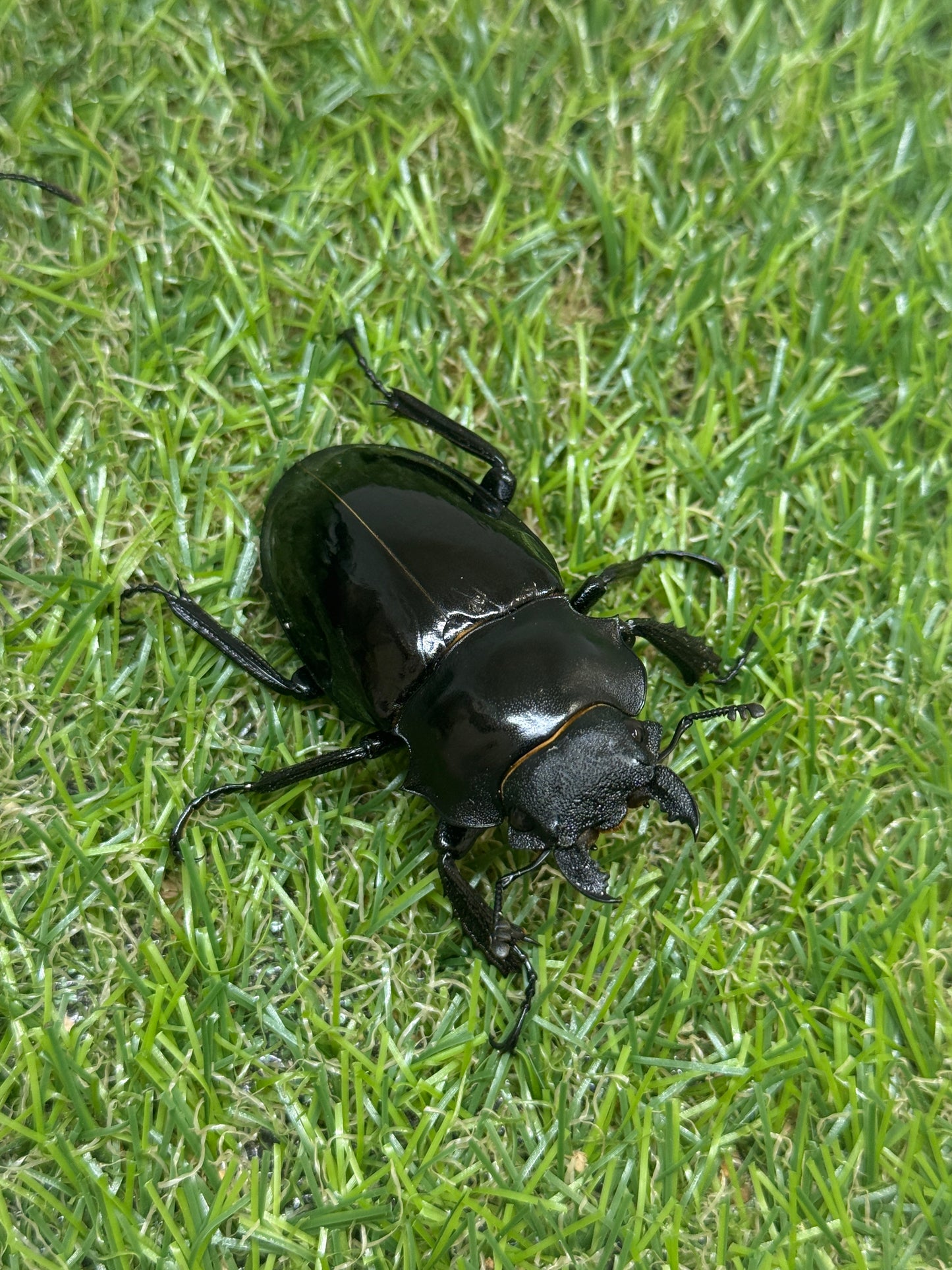 インターメディアツヤクワガタ　♂93.6mm成虫ペア