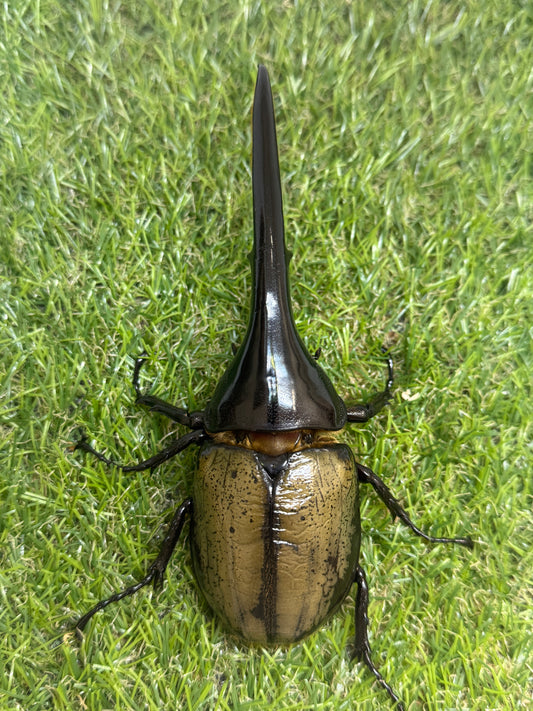 DH･ヘラクレス　♂141mm成虫ペア