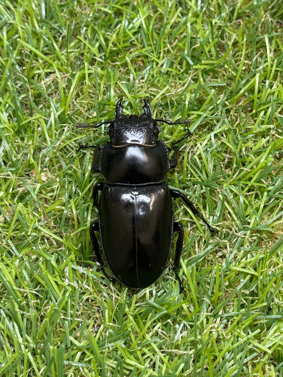 サヌチフタマタクワガタ　♂73.5mm成虫ペア