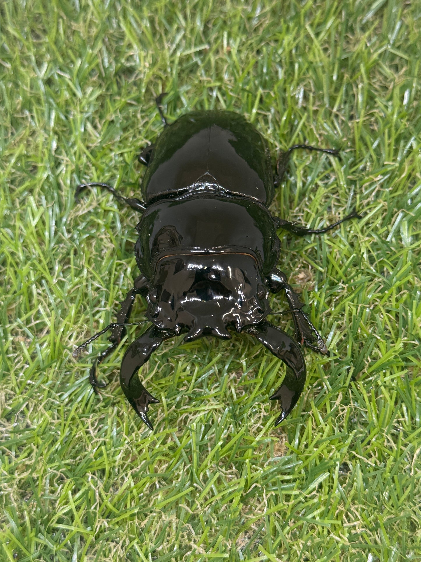 タランドゥスオオツヤクワガタ　♂87.1mm単品