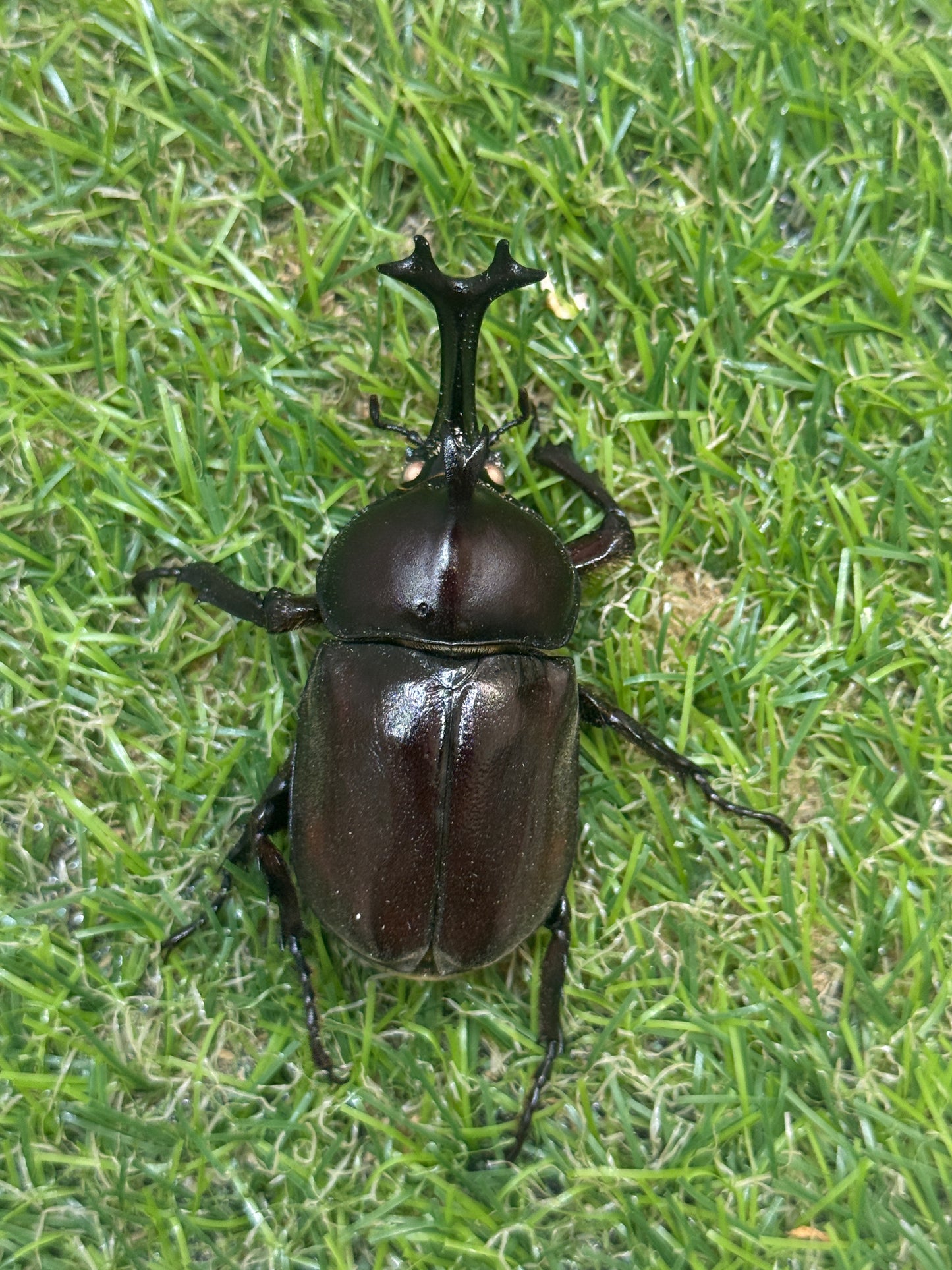 カブトムシ(ホワイトアイ血統)　サイズfree成虫ペア