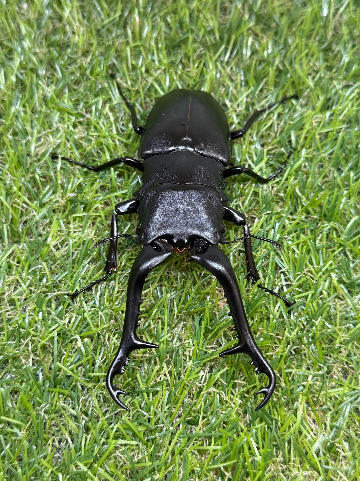 ギラファノコギリクワガタ　ケイスケ　♂107.5mm成虫ペア