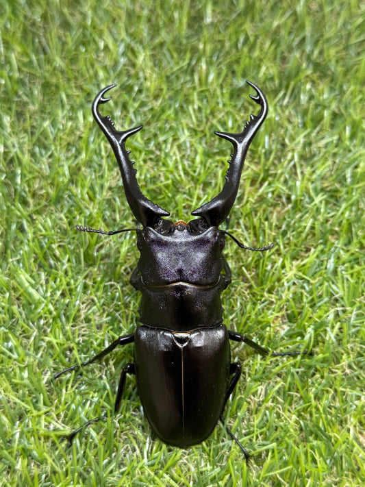 ギラファノコギリクワガタ　ケイスケ　♂105mm成虫ペア