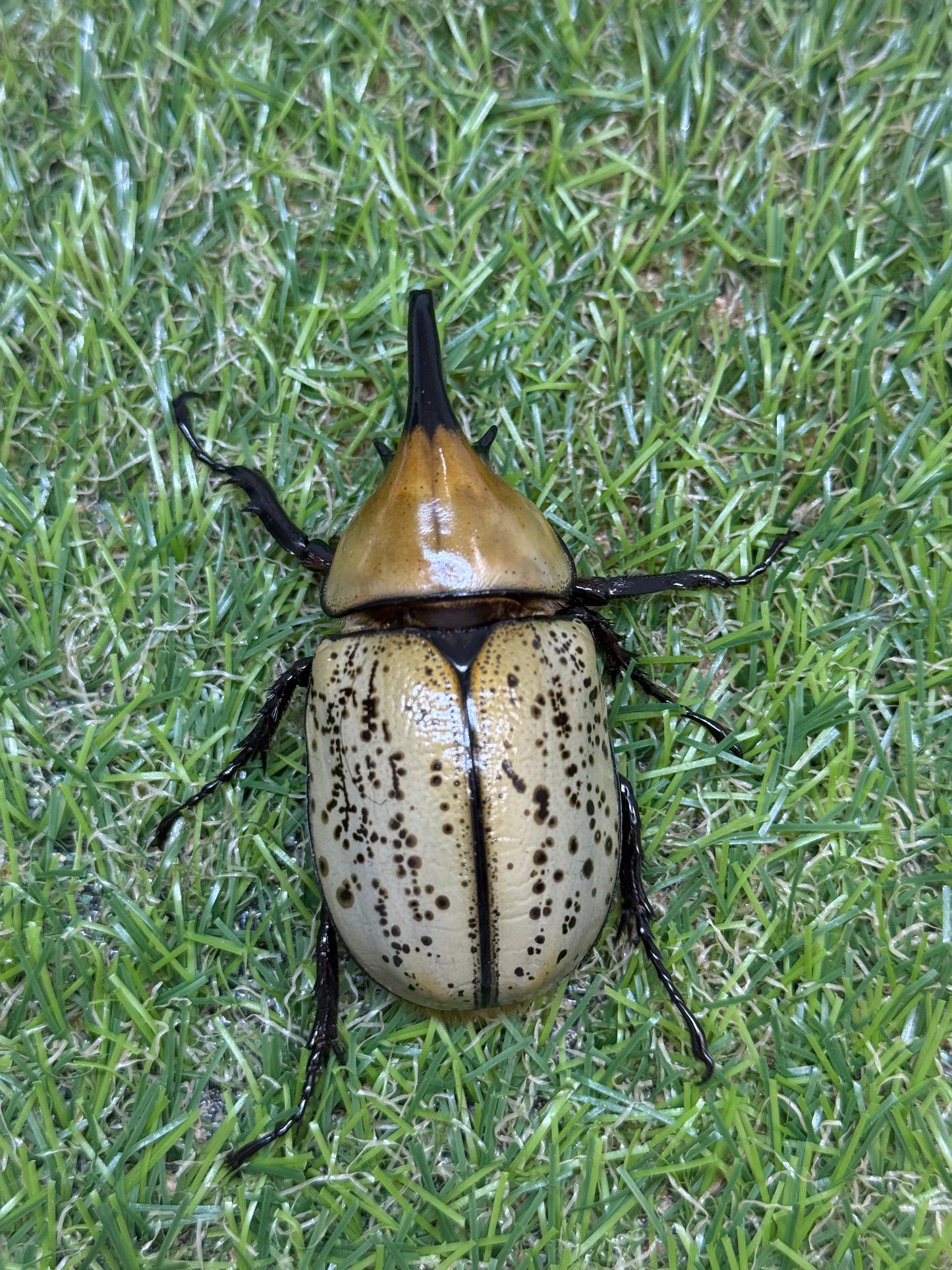 ティティウスシロカブト　♂65mm成虫ペア