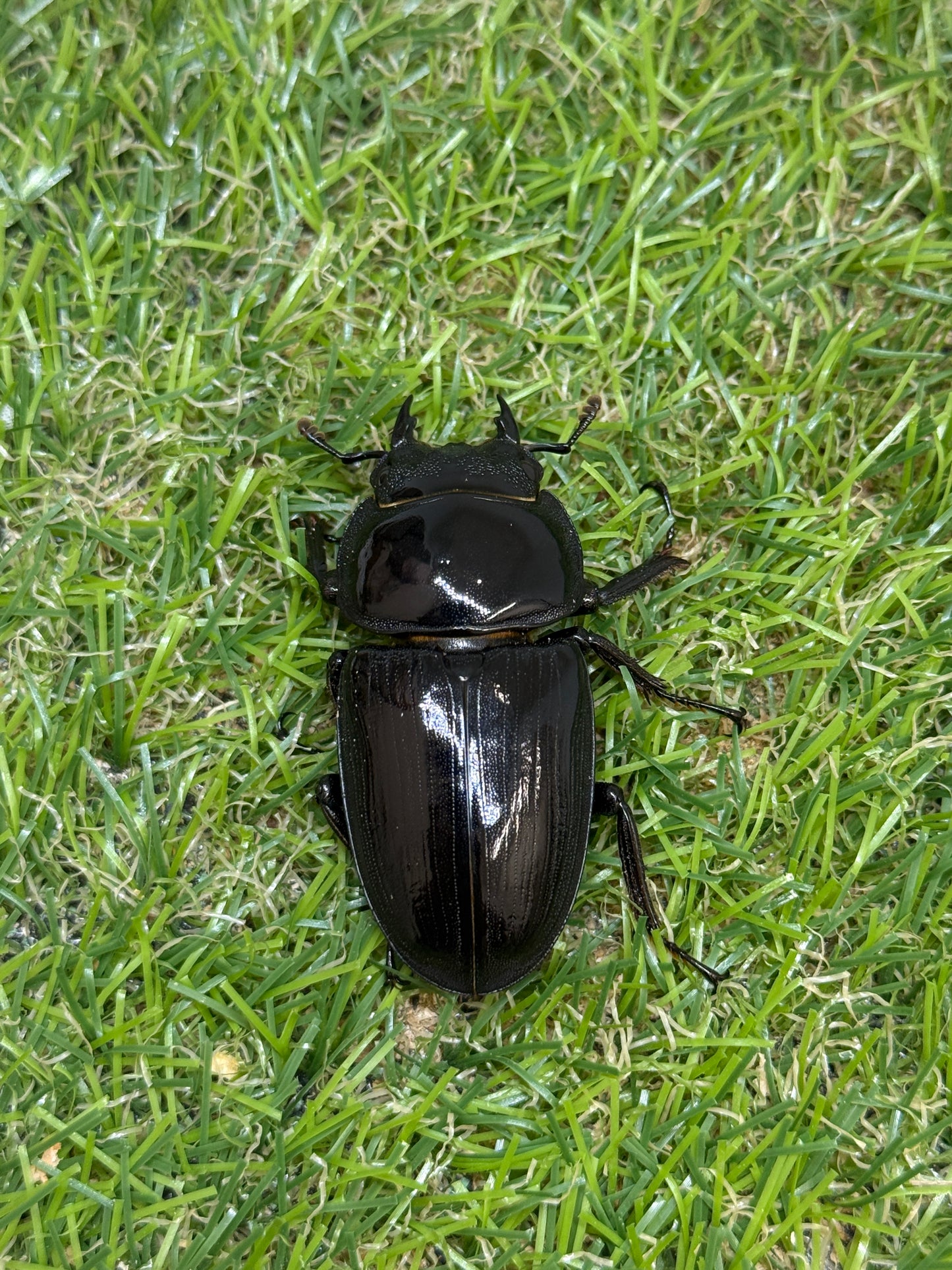 グランディスオオクワガタ　♂74.5mm成虫ペア