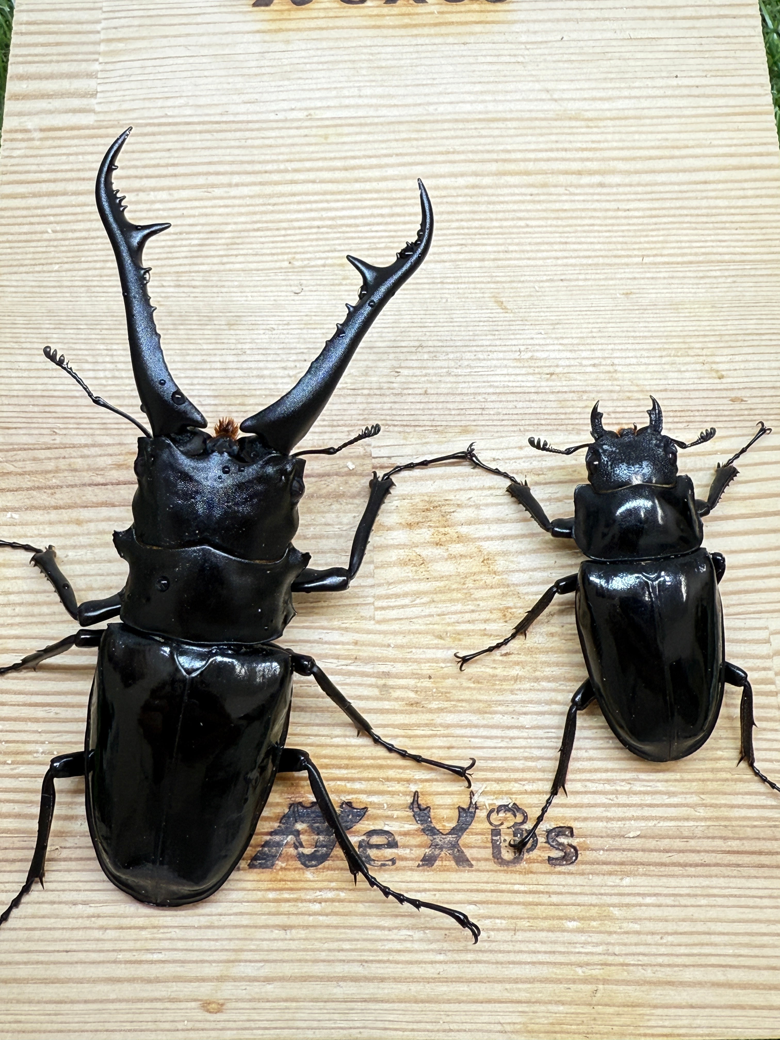 ギラファノコギリクワガタ ダイスケ ♂103mm成虫ペア – 昆虫ショップNexus