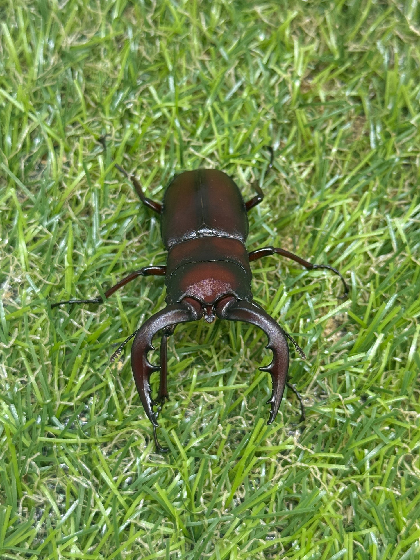 ヤクシマノコギリクワガタ　♂55mm成虫ペア
