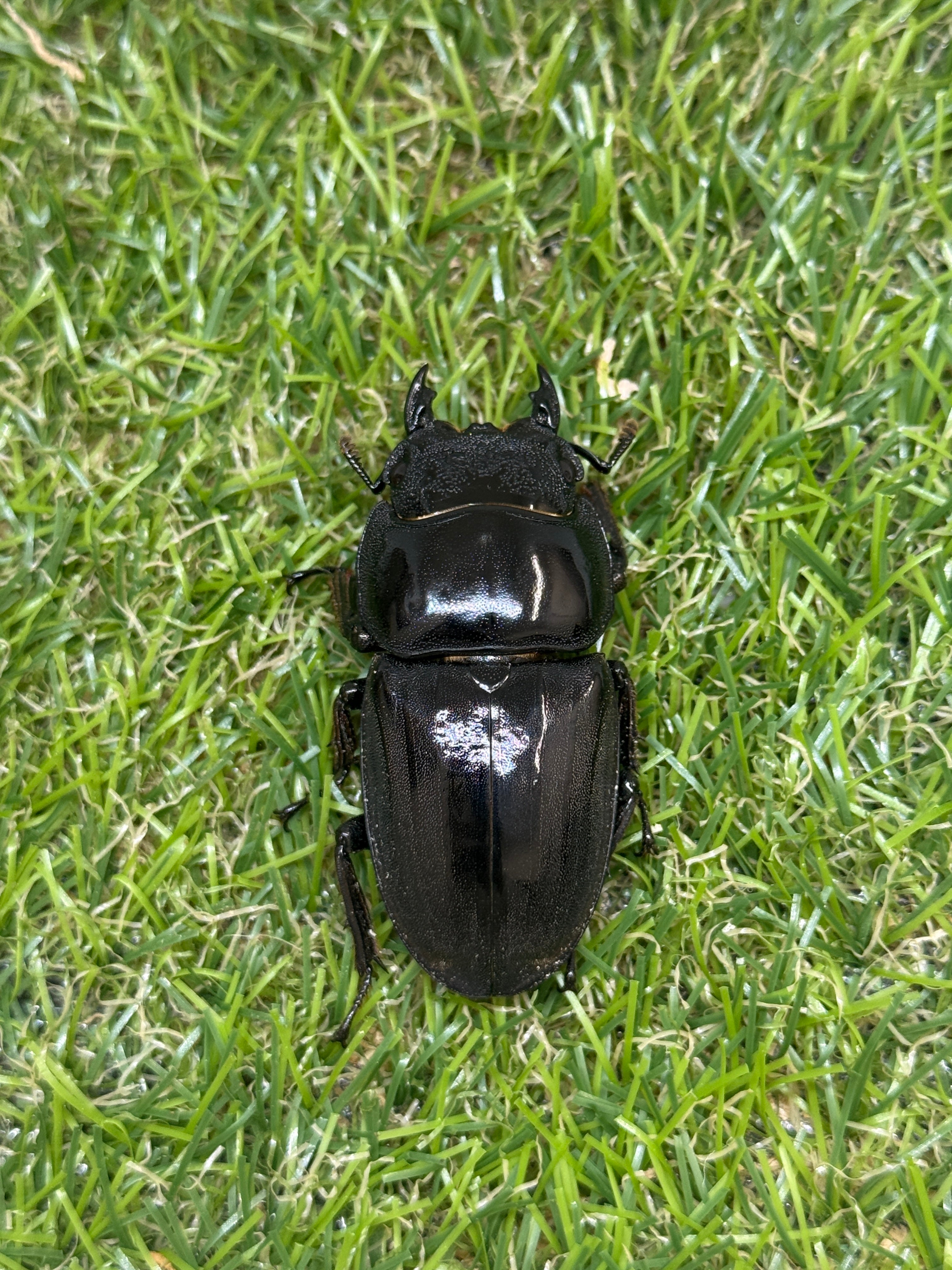 スマトラオオヒラタクワガタ ♂101.5mm成虫ペア – 昆虫ショップNexus スマトラオオヒラタクワガタ ♂101.5mm成虫ペア – 昆虫ショップNexus