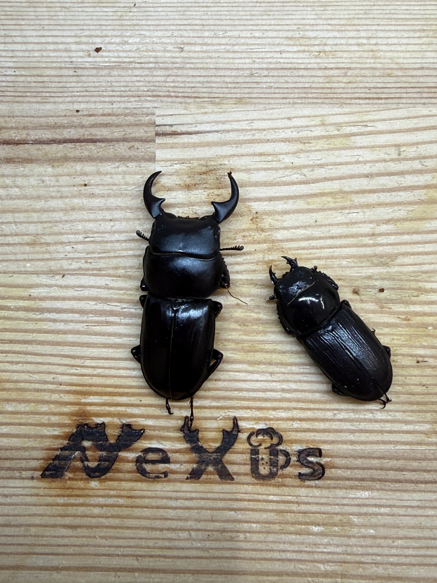 ミークヒラタクワガタ亜種ジャスミン　♂36.5mm成虫ペア