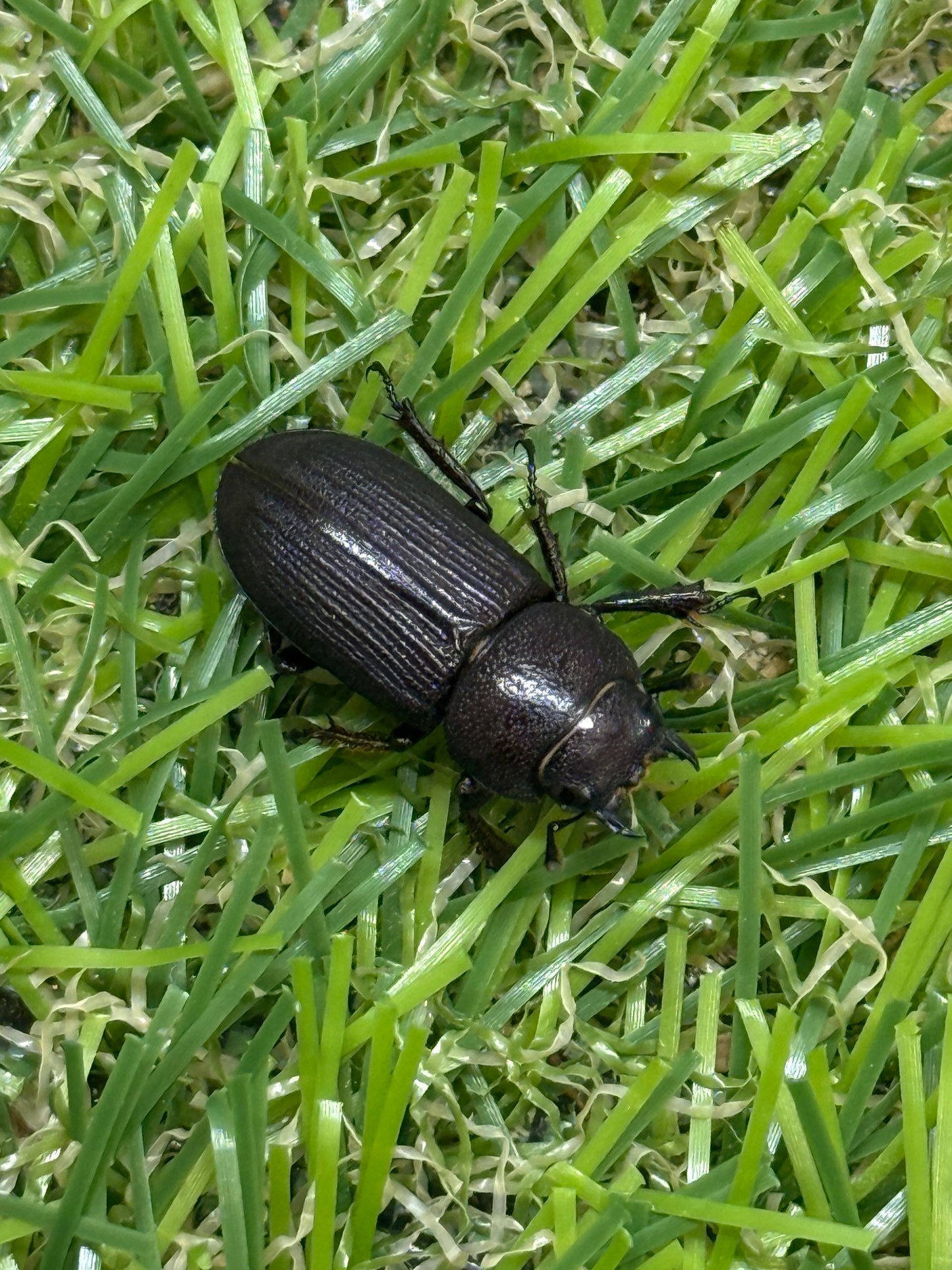 パラレルスオオクワガタ　♂freeサイズ成虫ペア