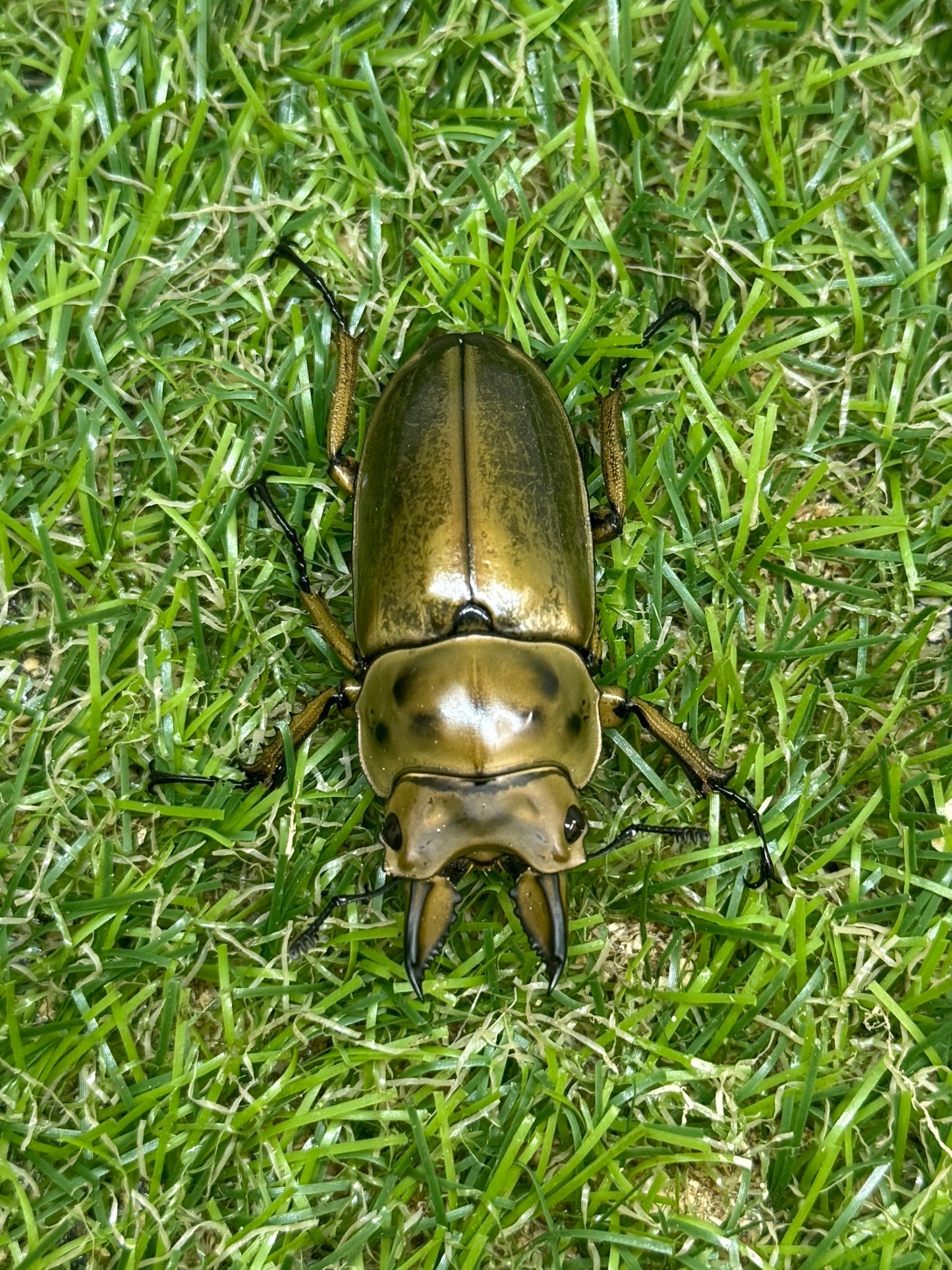 ババオウゴンオニクワガタ　♂46.5mm成虫ペア
