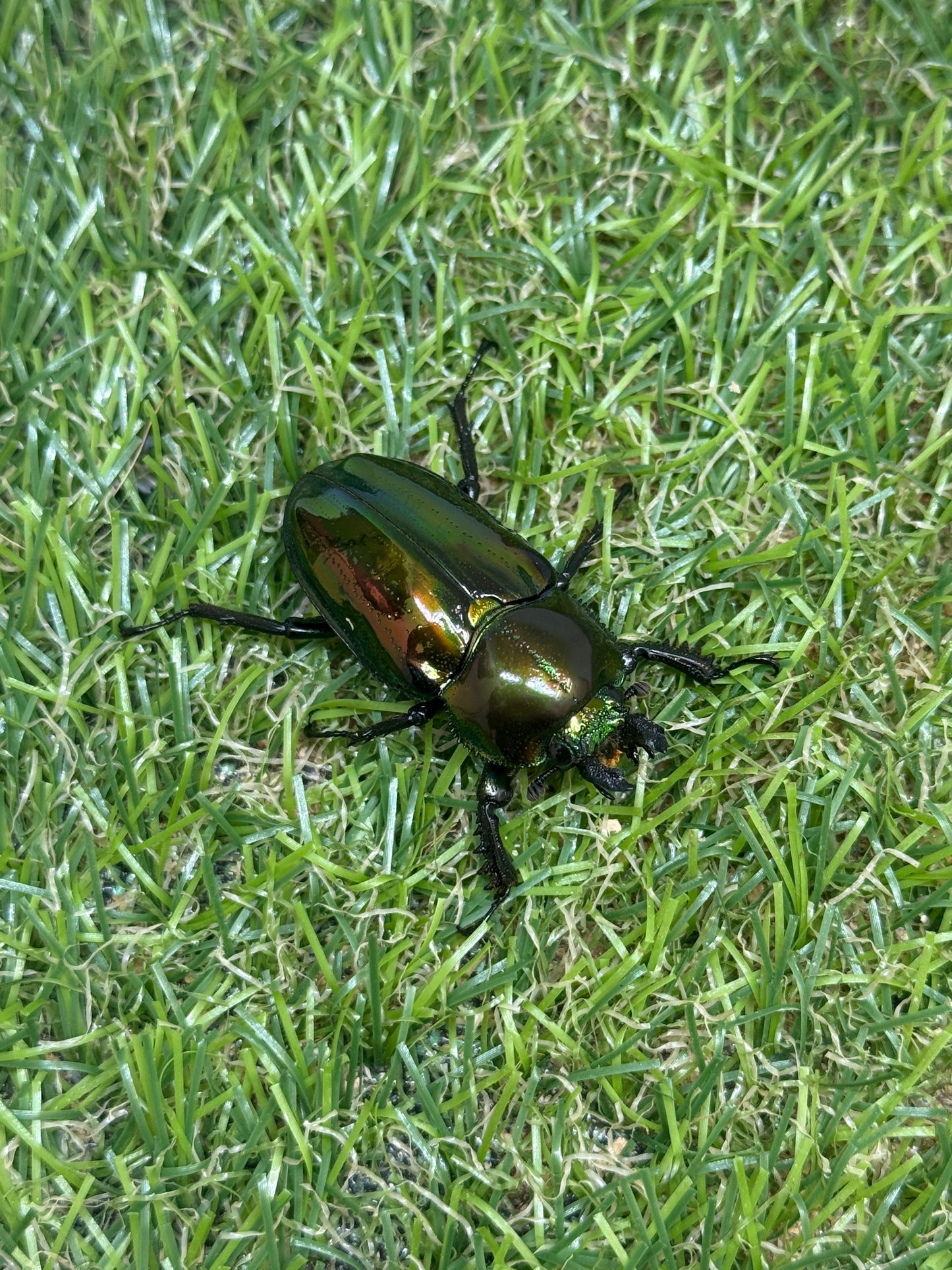 ニジイロクワガタ(ピカール系)　♂55.8mm成虫ペア