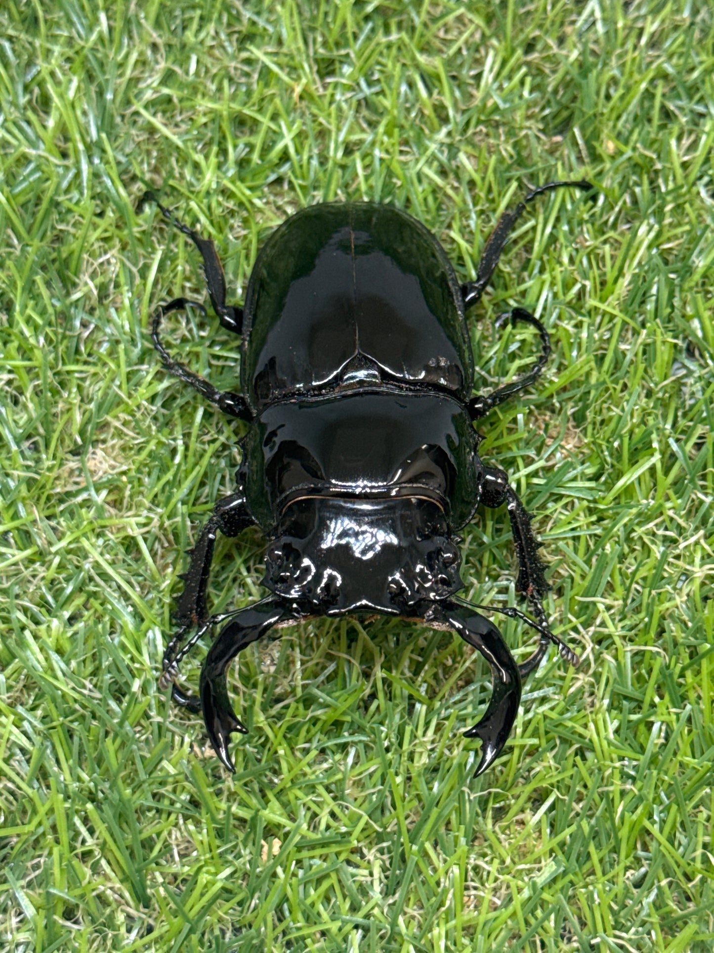 タランドゥスオオツヤクワガタ　♂81mm成虫ペア