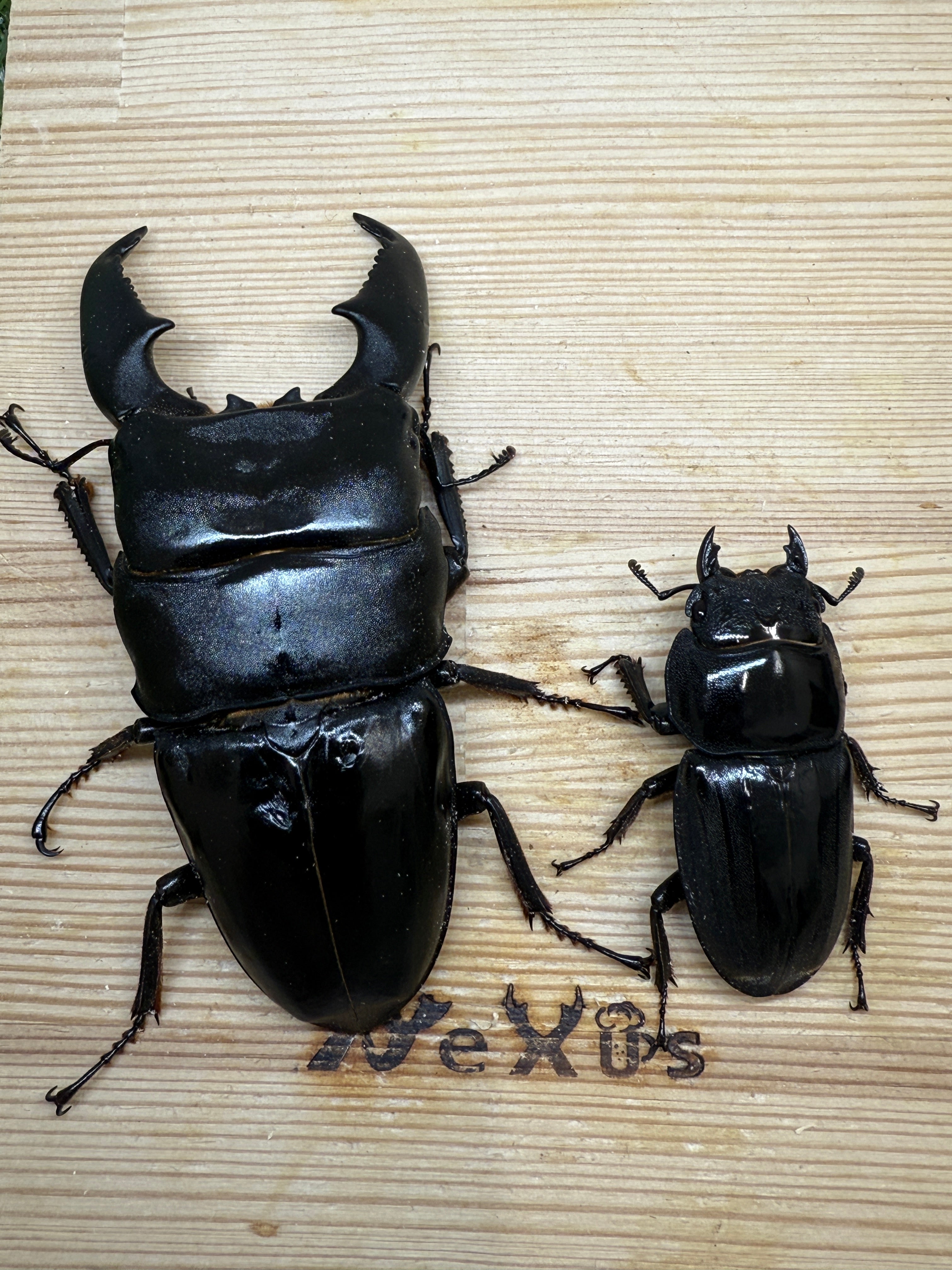 スマトラオオヒラタクワガタ ♂101.5mm成虫ペア – 昆虫ショップNexus