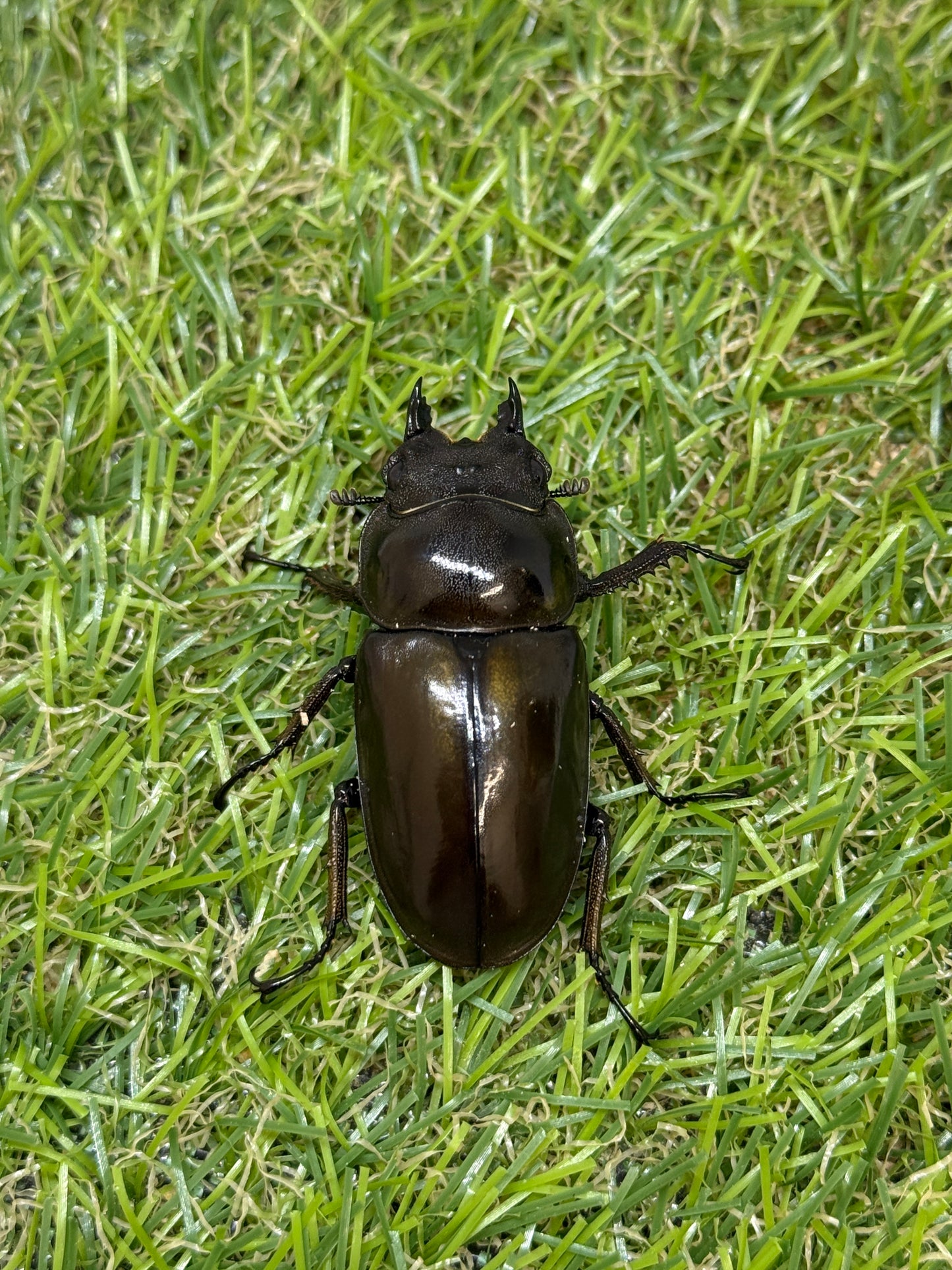 ババオウゴンオニクワガタ　♂50.8mm成虫ペア