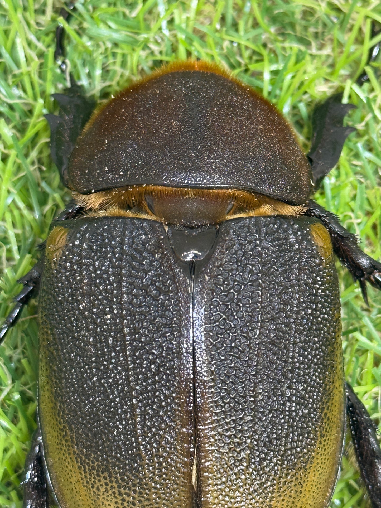 DH･ヘラクレス(極短極太)　♂121mm成虫ペア