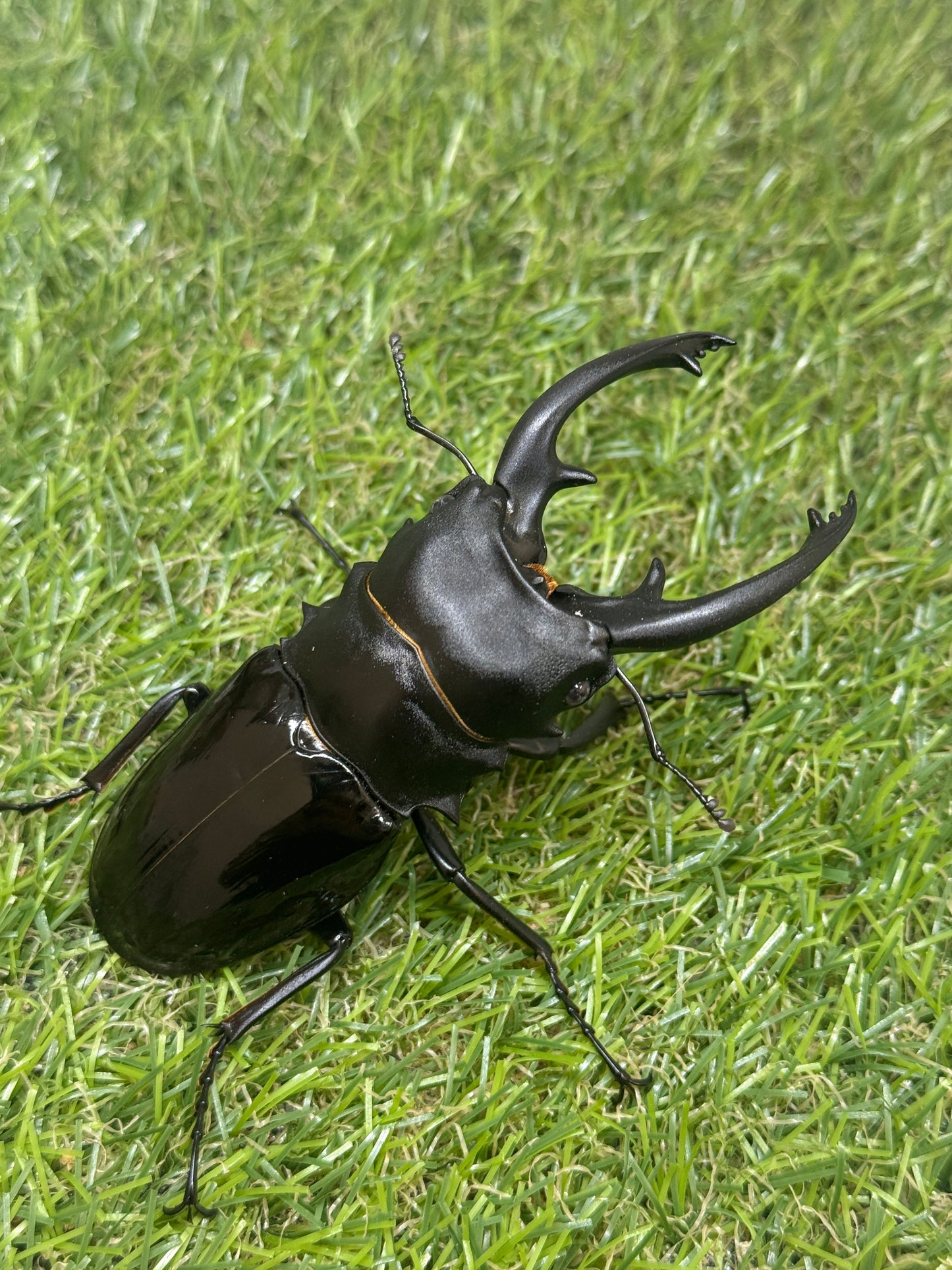 インターメディアツヤクワガタ　♂93.6mm成虫ペア