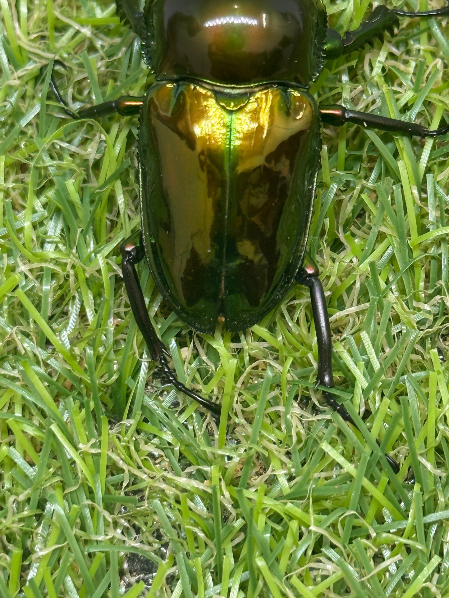 ニジイロクワガタ(ピカール系)　♂46.7mm成虫ペア