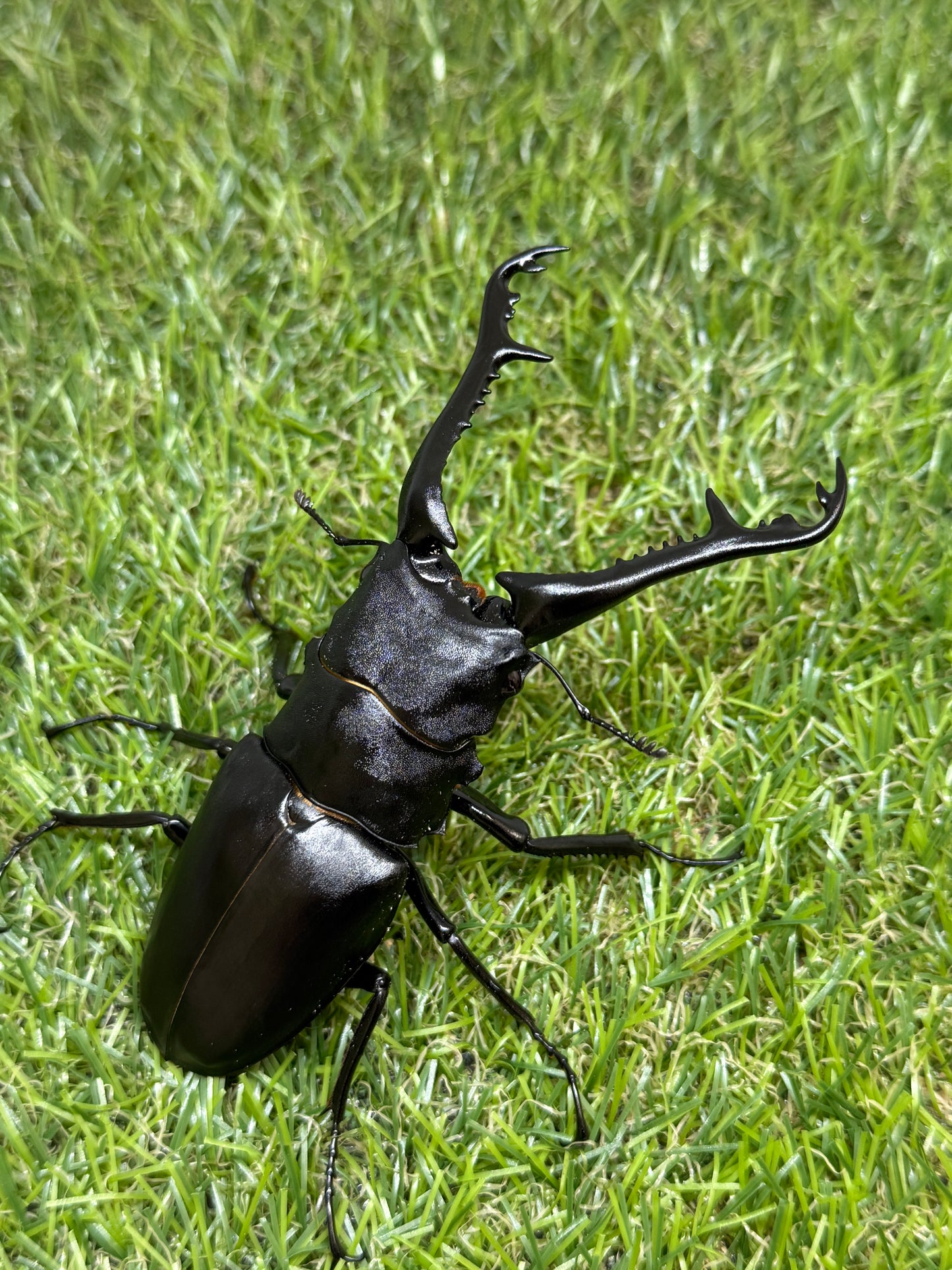 ギラファノコギリクワガタ　ケイスケ　♂103mm成虫ペア