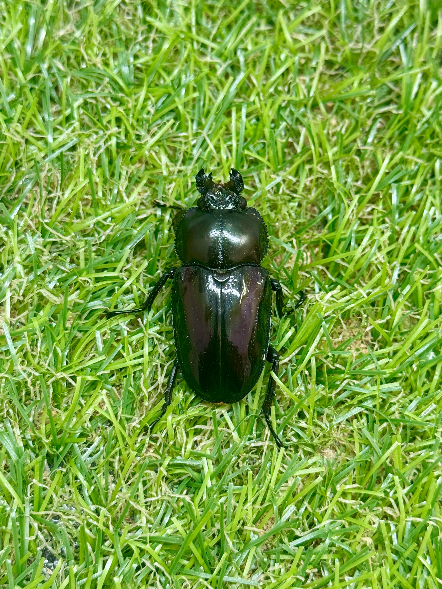 ニジイロクワガタ(紫紺系)　♂56mm成虫ペア