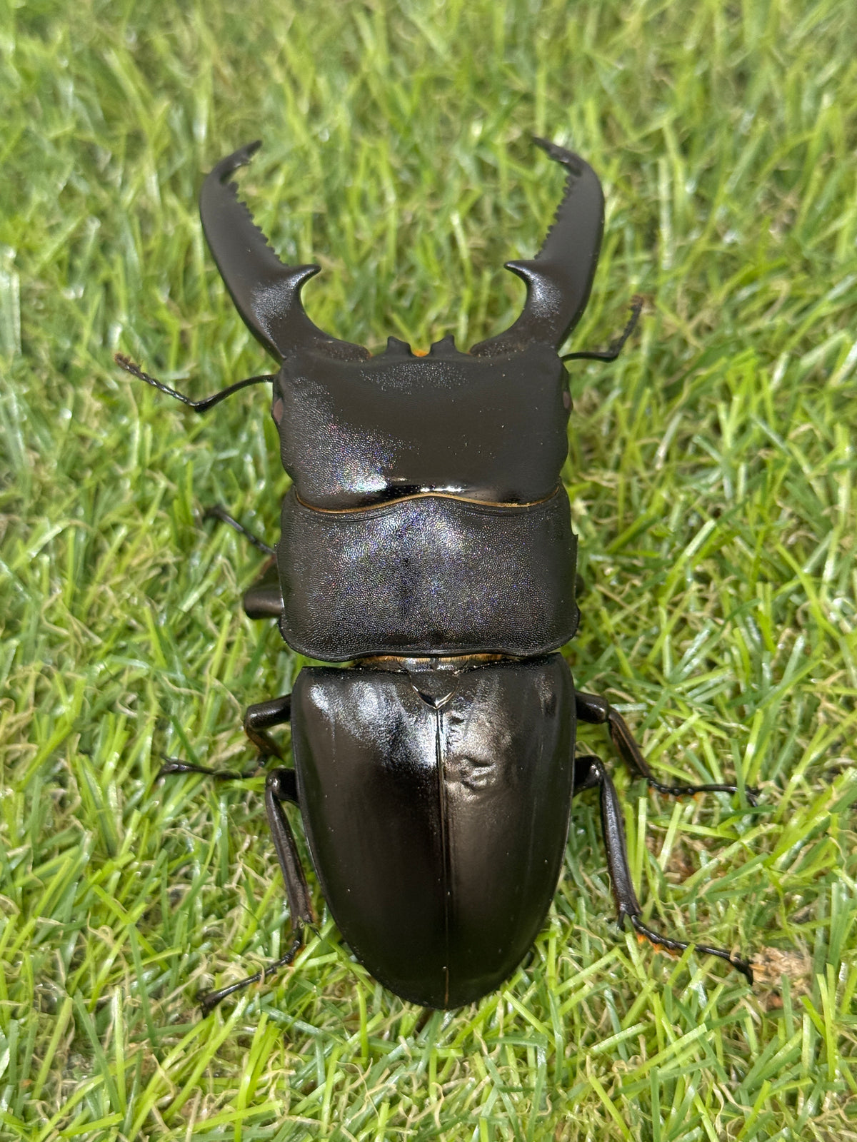 パラワンオオヒラタクワガタ(レッドアイ血統)♂90.5mm成虫ペア – 昆虫 